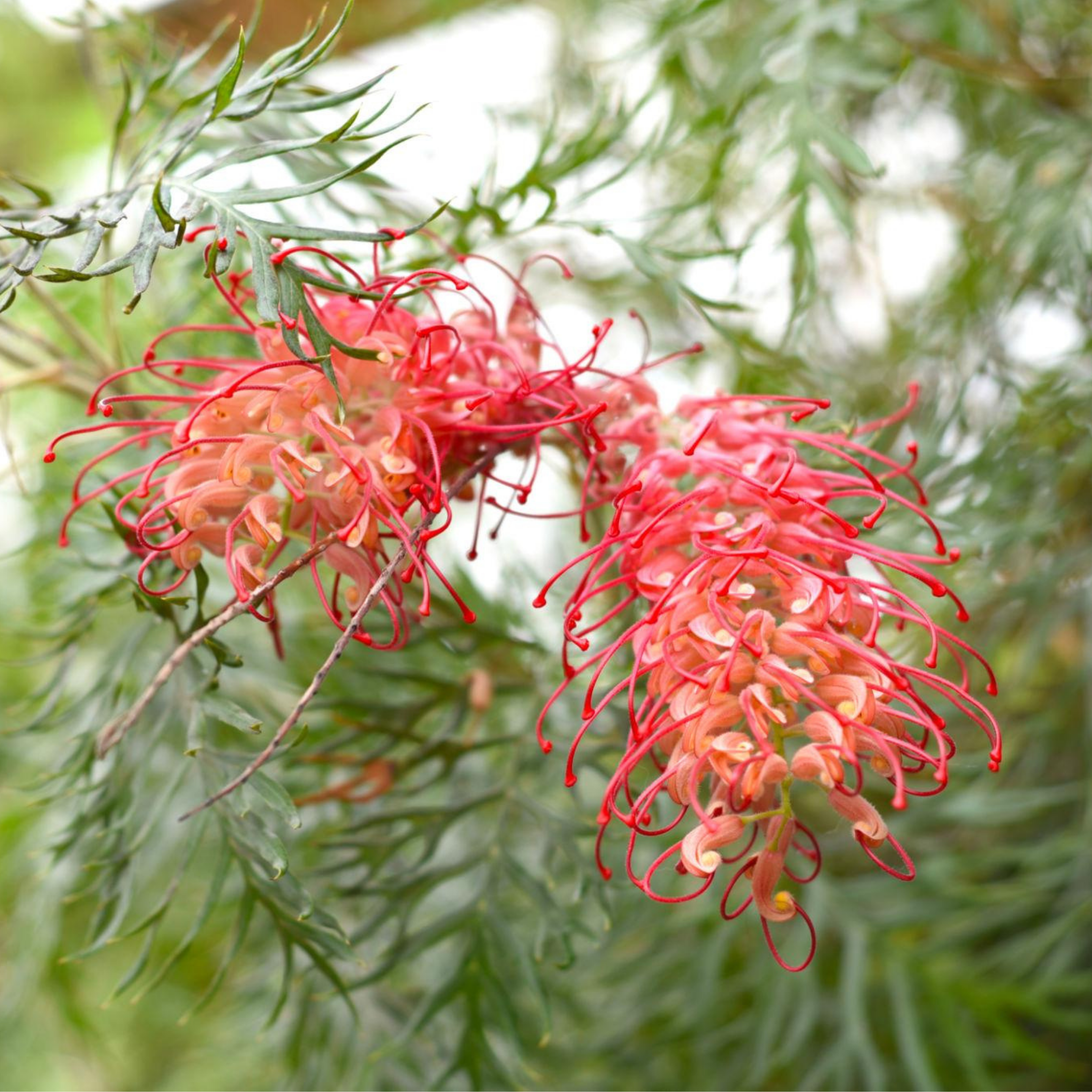 Grevillea 'Robyn Gordon' - Grevillea banksii bipinnatifida Robyn Gordon