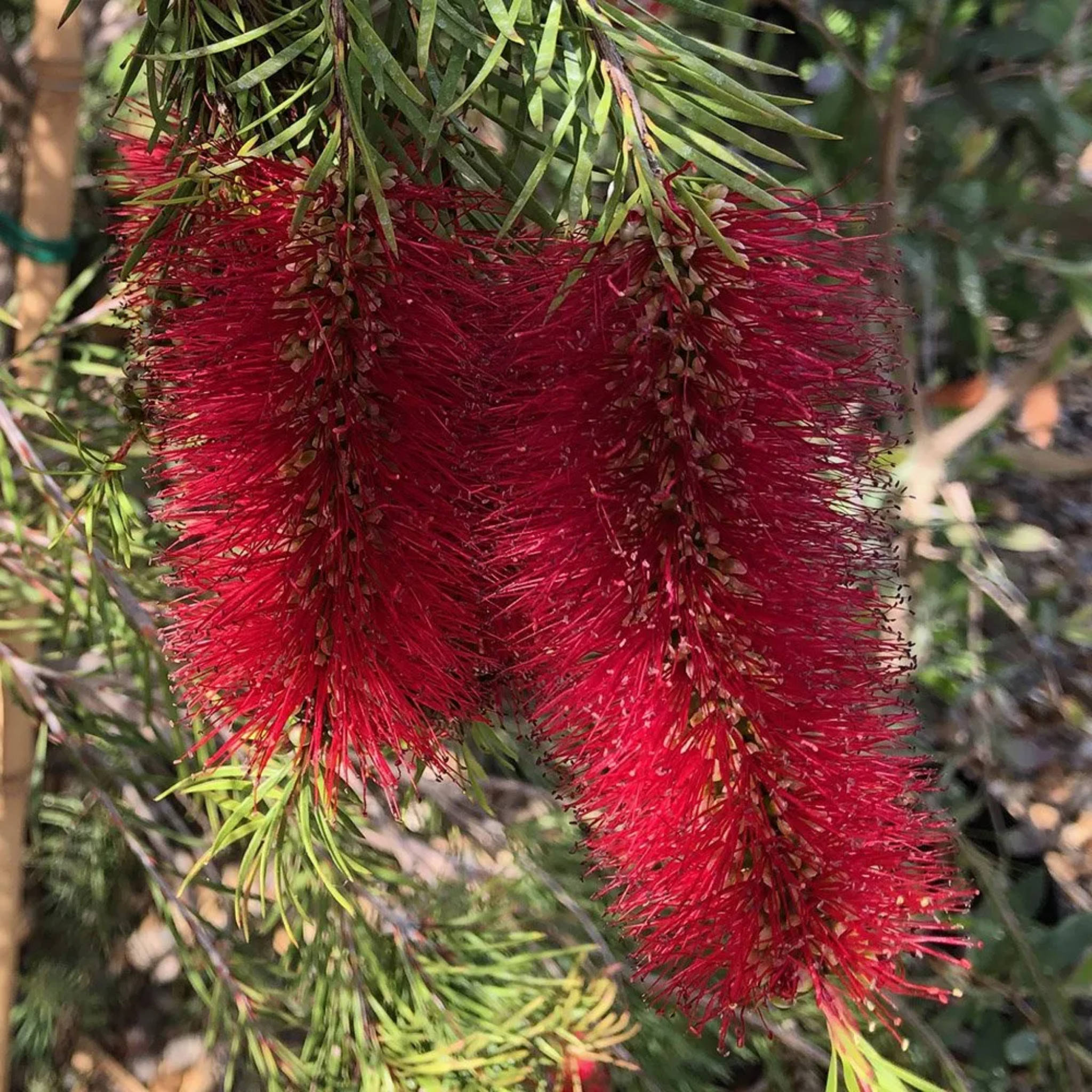 Deep Red Bottlebrush - Callistemon subulatus 'Packers Selection’