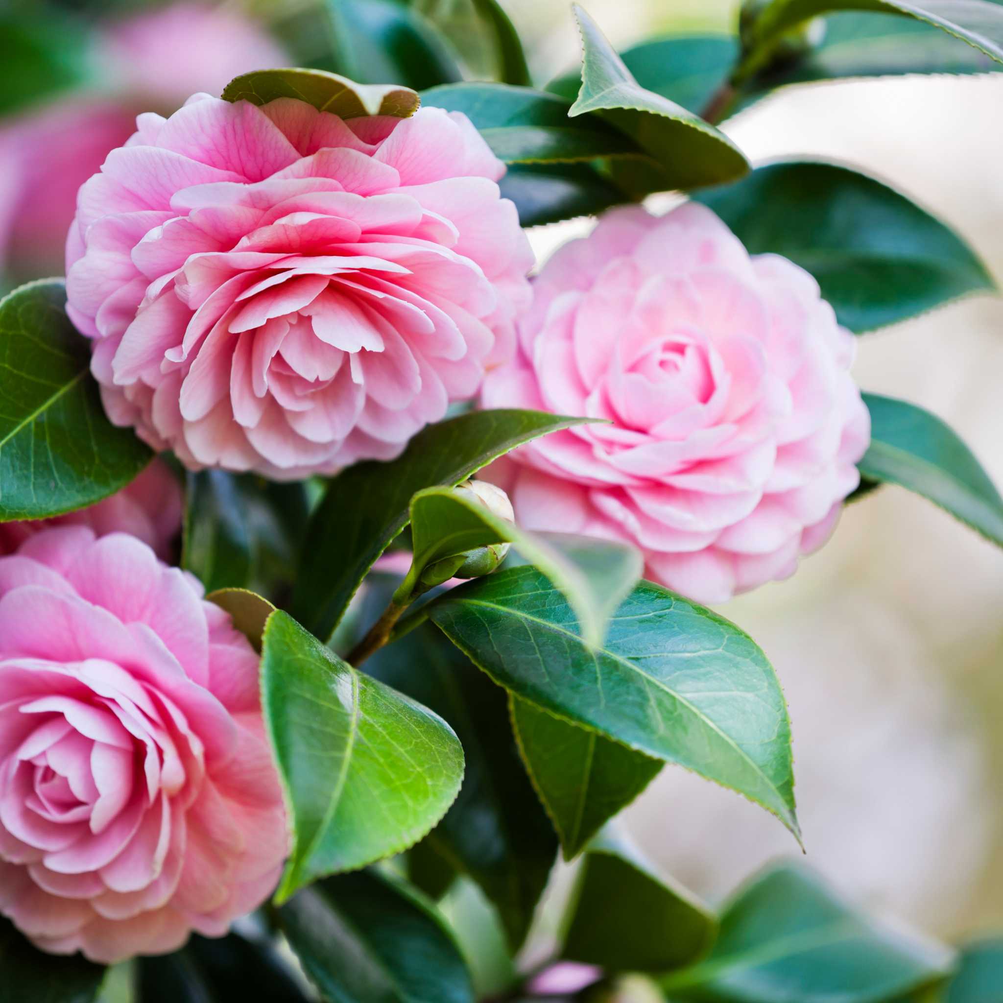Camellia Assorted