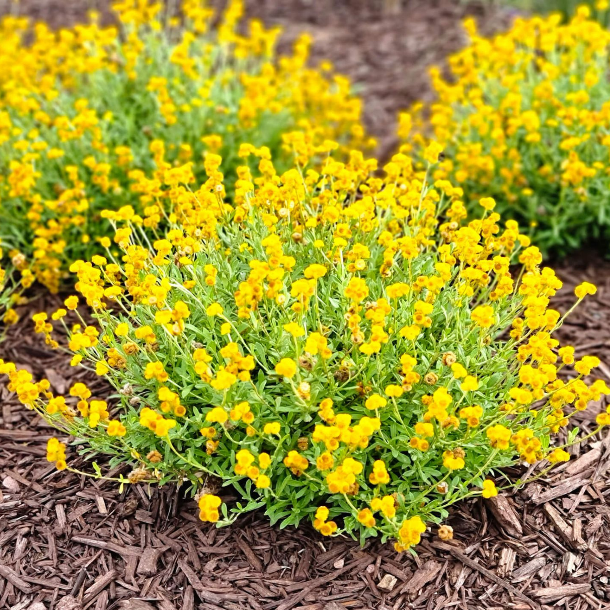 Yellow Buttons (Common everlasting) - Chrysocephalum apiculatum