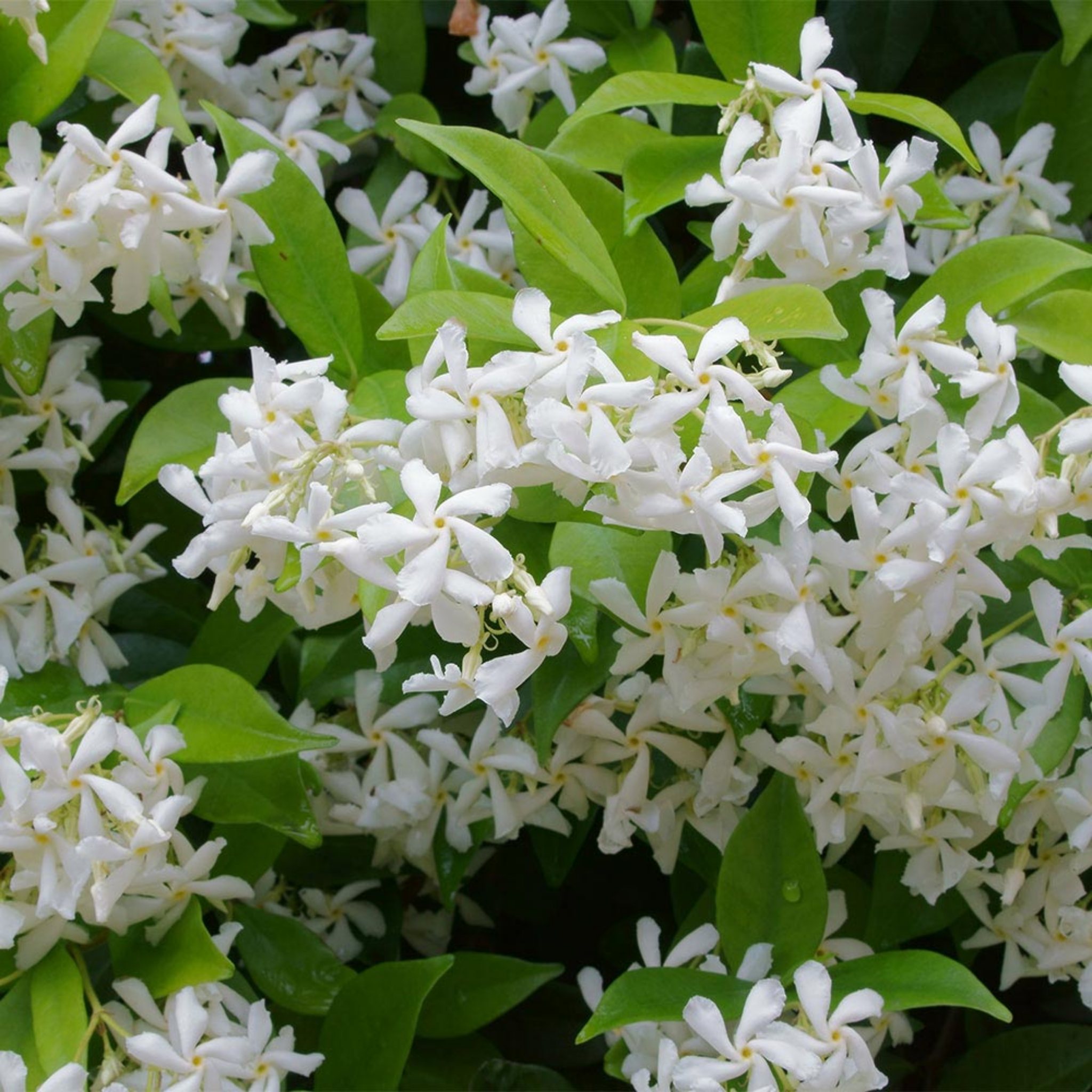 Chinese Star Jasmine - Trachelospermum jasminoides Jessamine