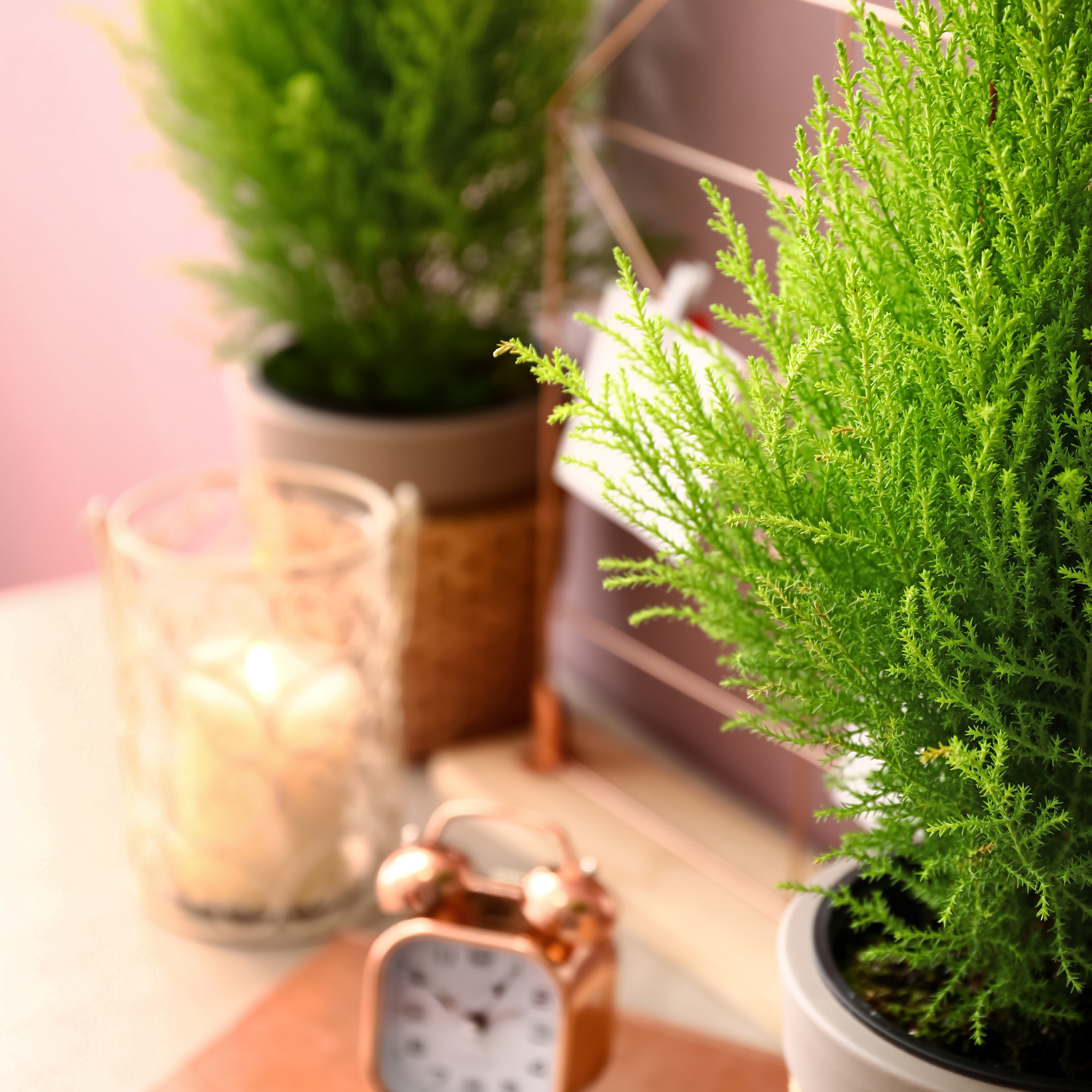 Lemon Cypress - Cupressus macrocarpa 'Lemon Scent'