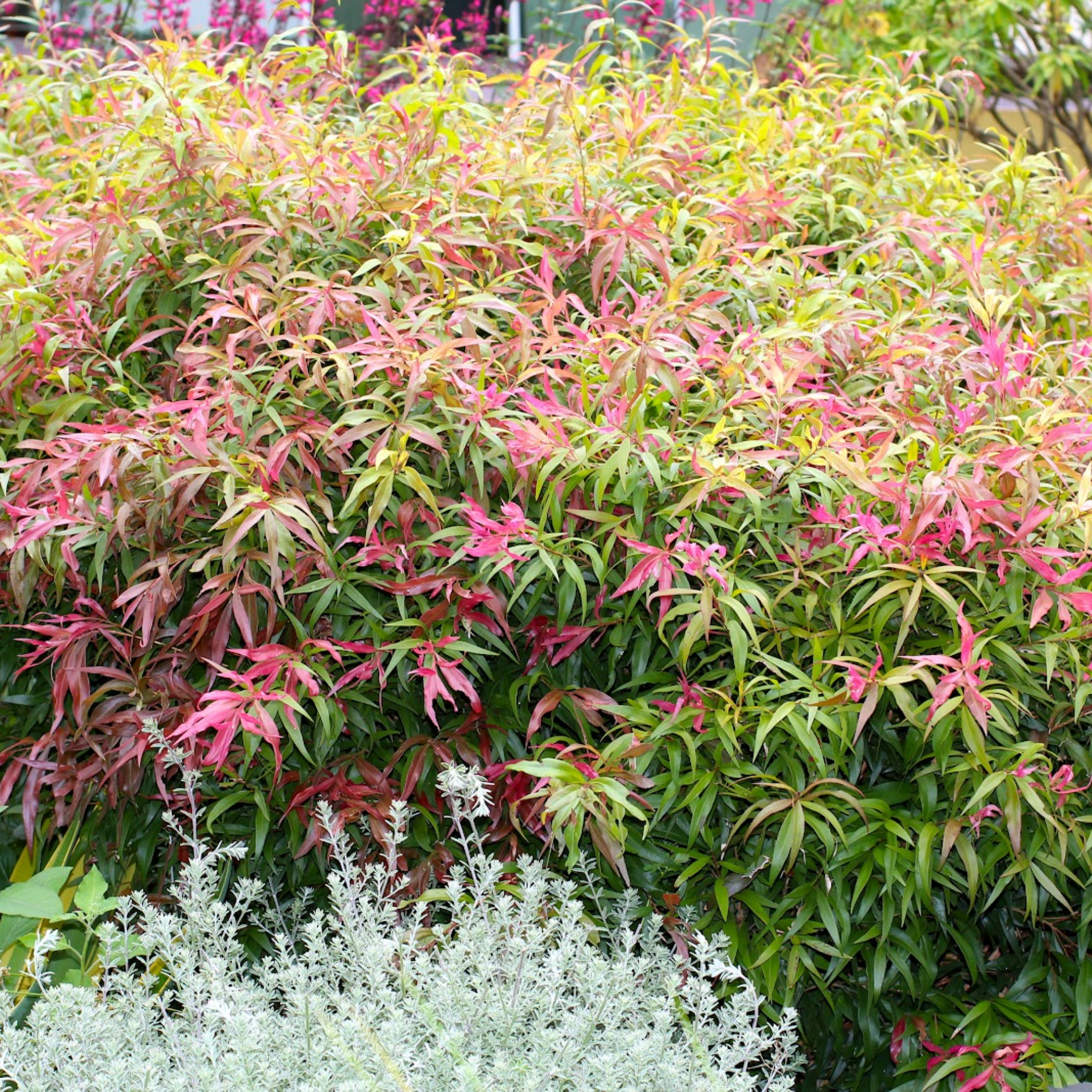Great balls of Fire Bottlebrush - Callistemon salignus 'Great Balls of Fire’