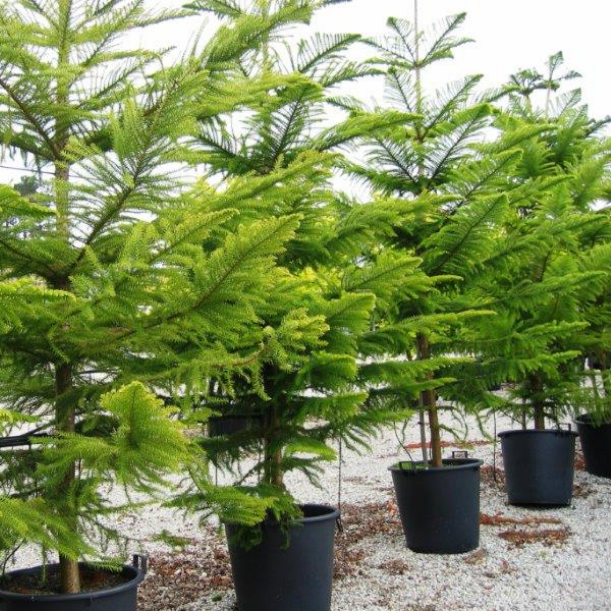 Hawaiian Norfolk Island Pine - Araucaria heterophylla