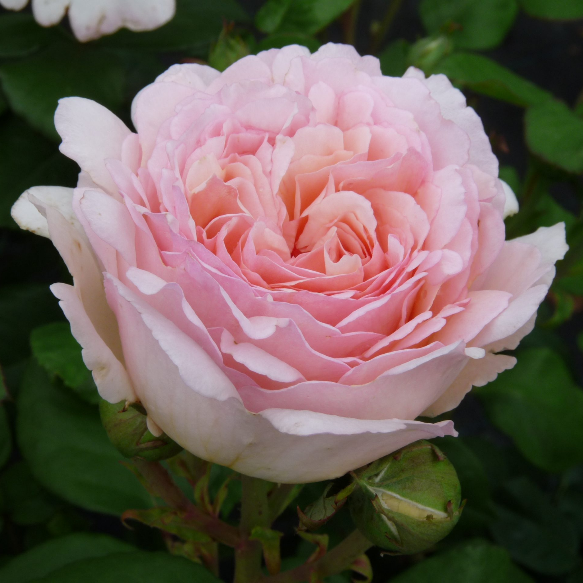 Hybrid Tea Rose - Rosa Princesse Charlene de Monaco