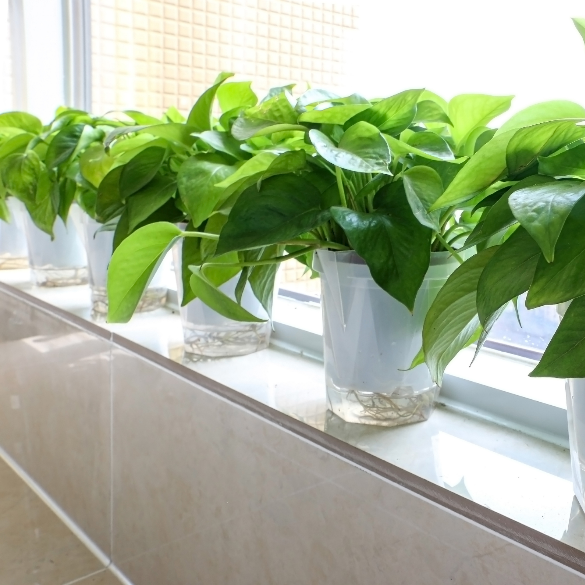 Green Dragon Golden Pothos - Epipremnum aureum Devil's Ivy