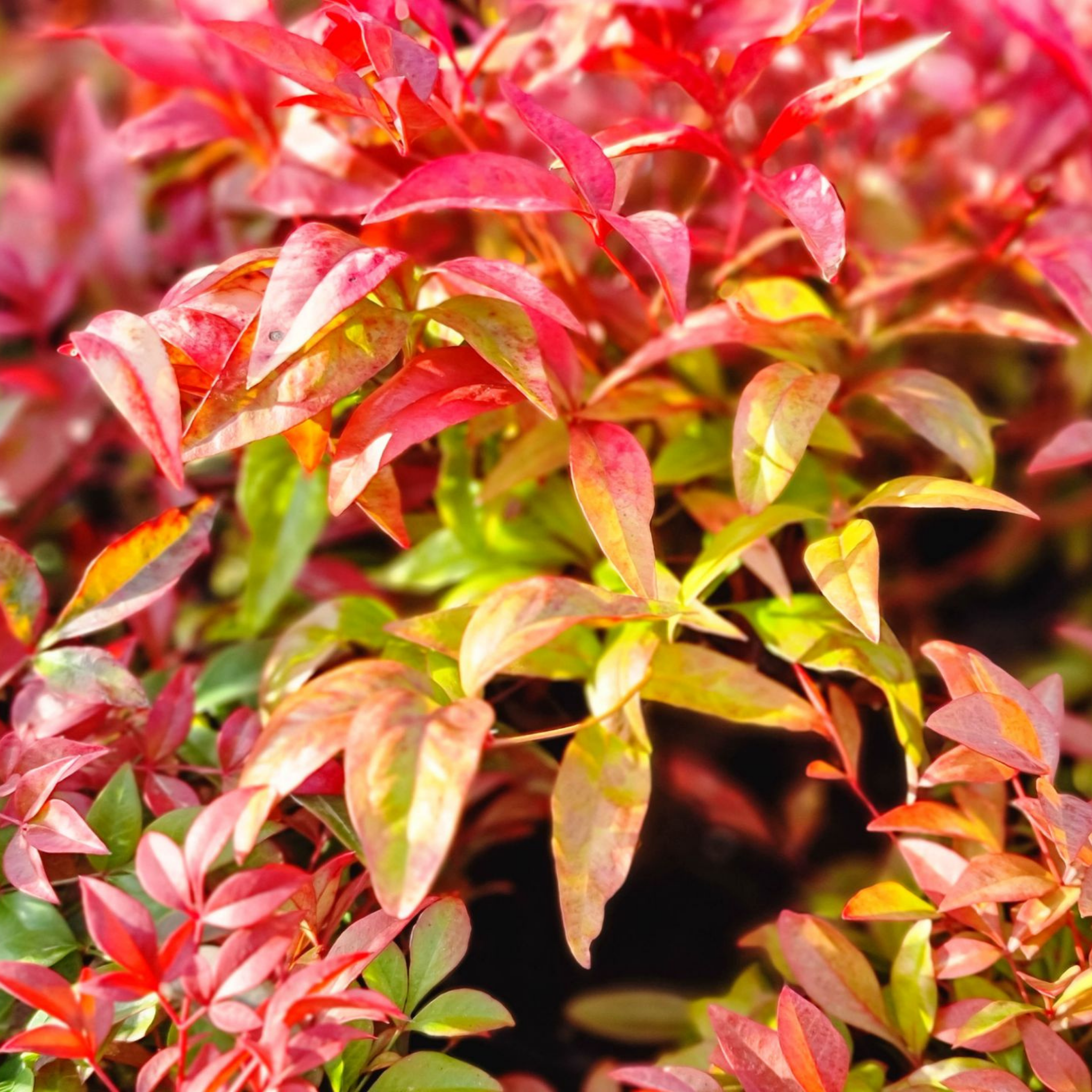 Nandina Obsession - Nandina domestica Obsession PBR