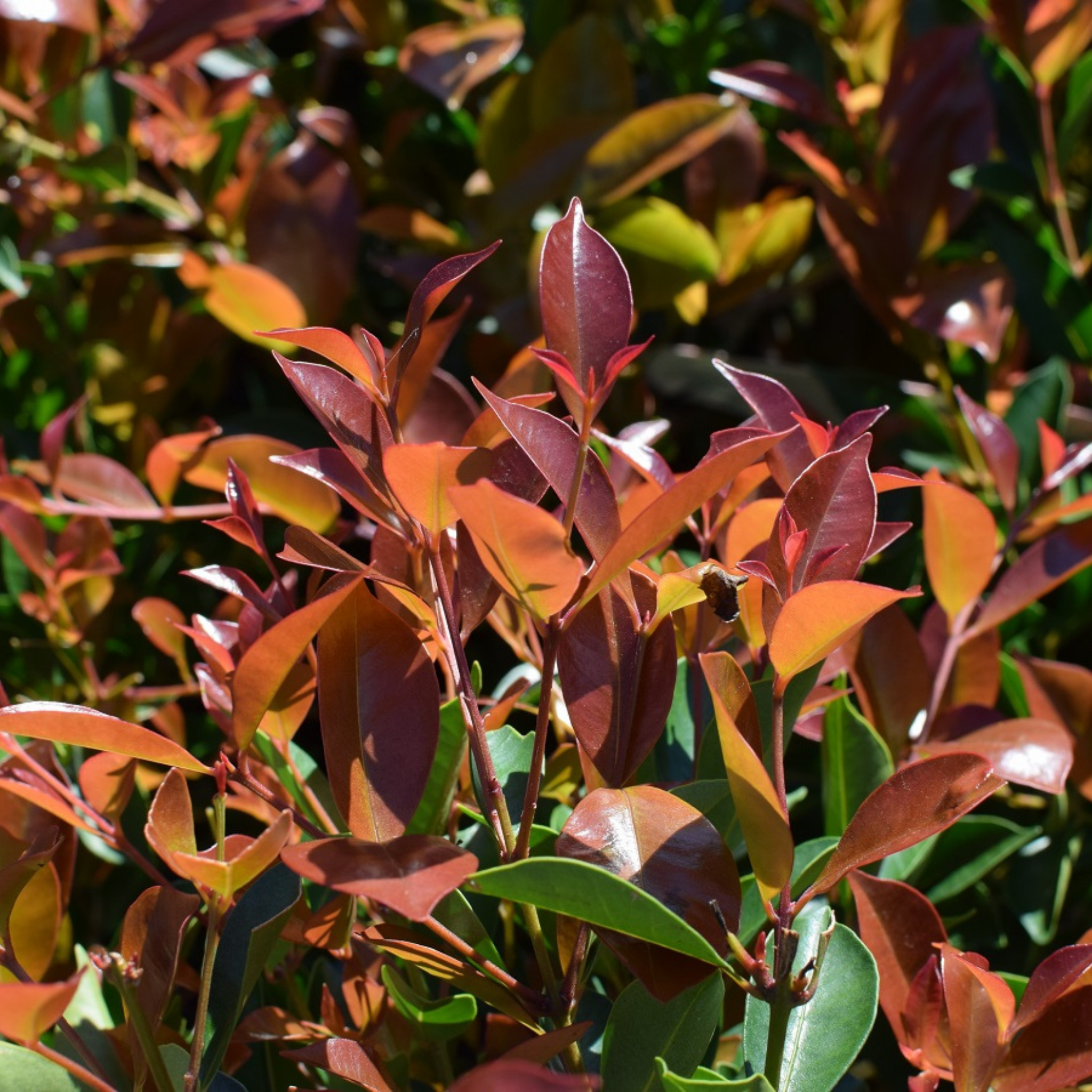 Close-up of a plant with purple and green leaves