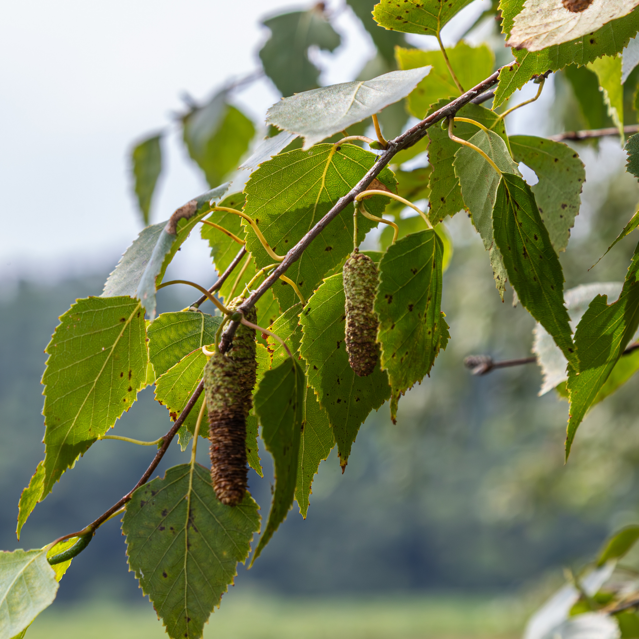 Birch leaves and catkins on a branch with a blurred natural background