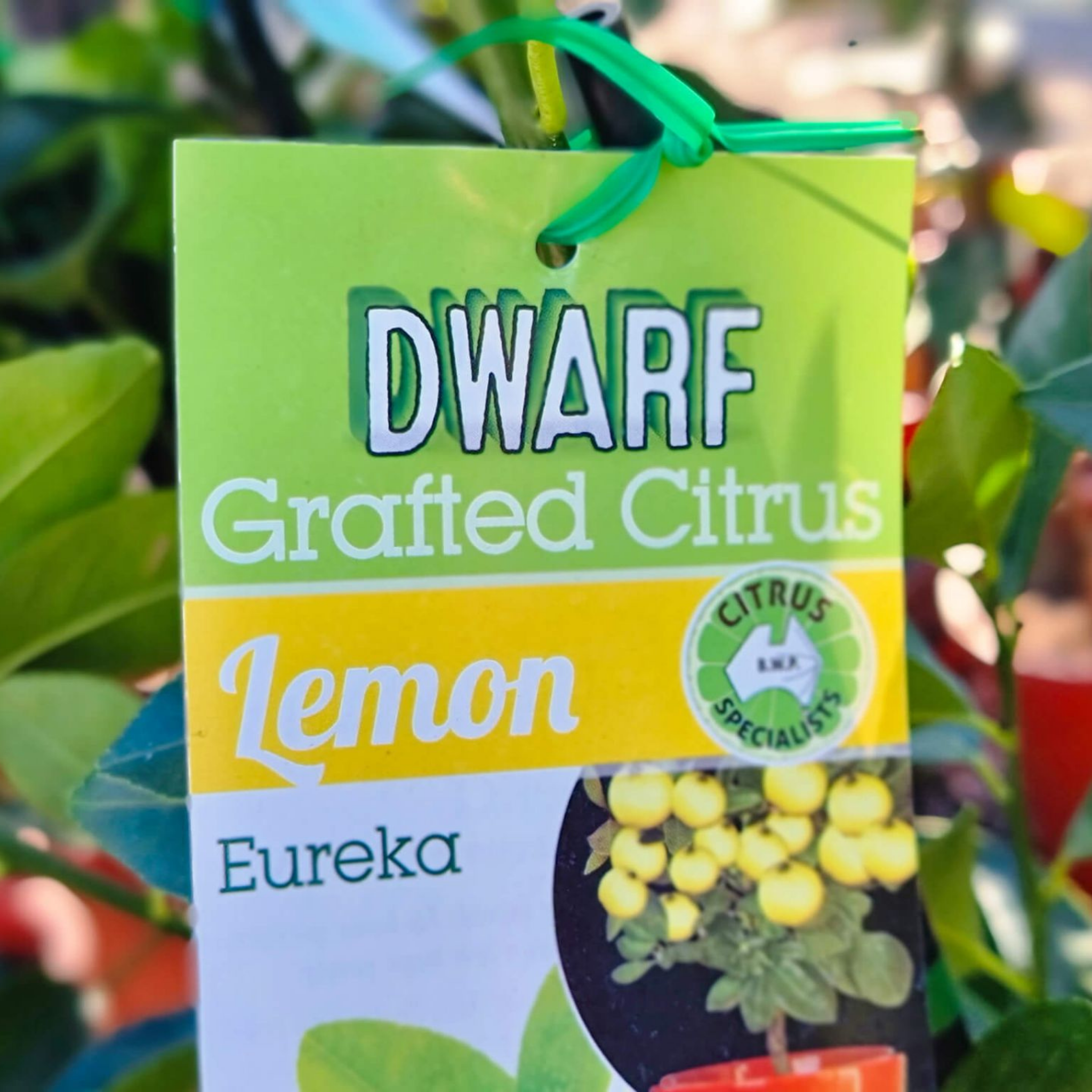 Eureka Dwarf Lemon - Citrus limon