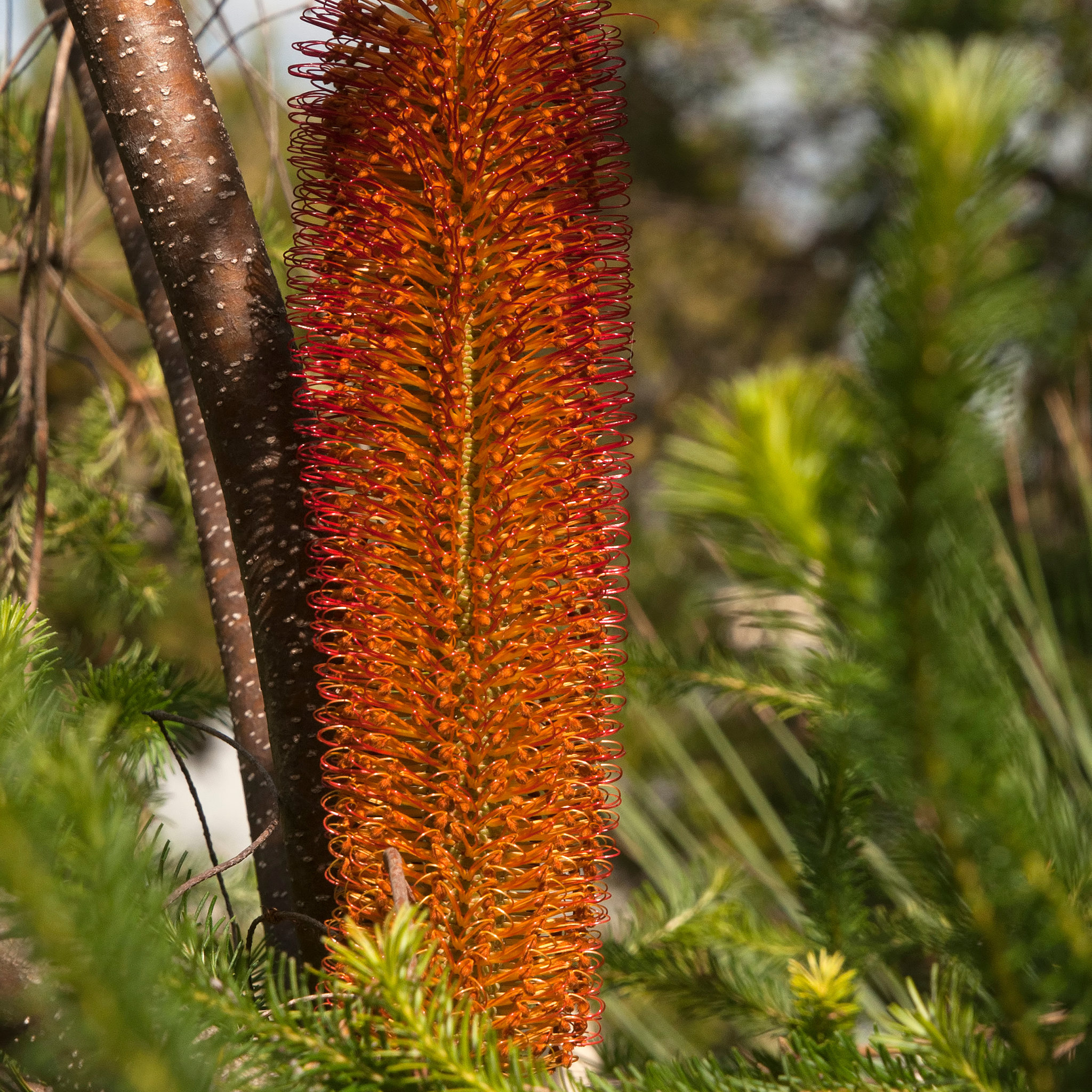 Tall orange flower spike with green foliage in the background