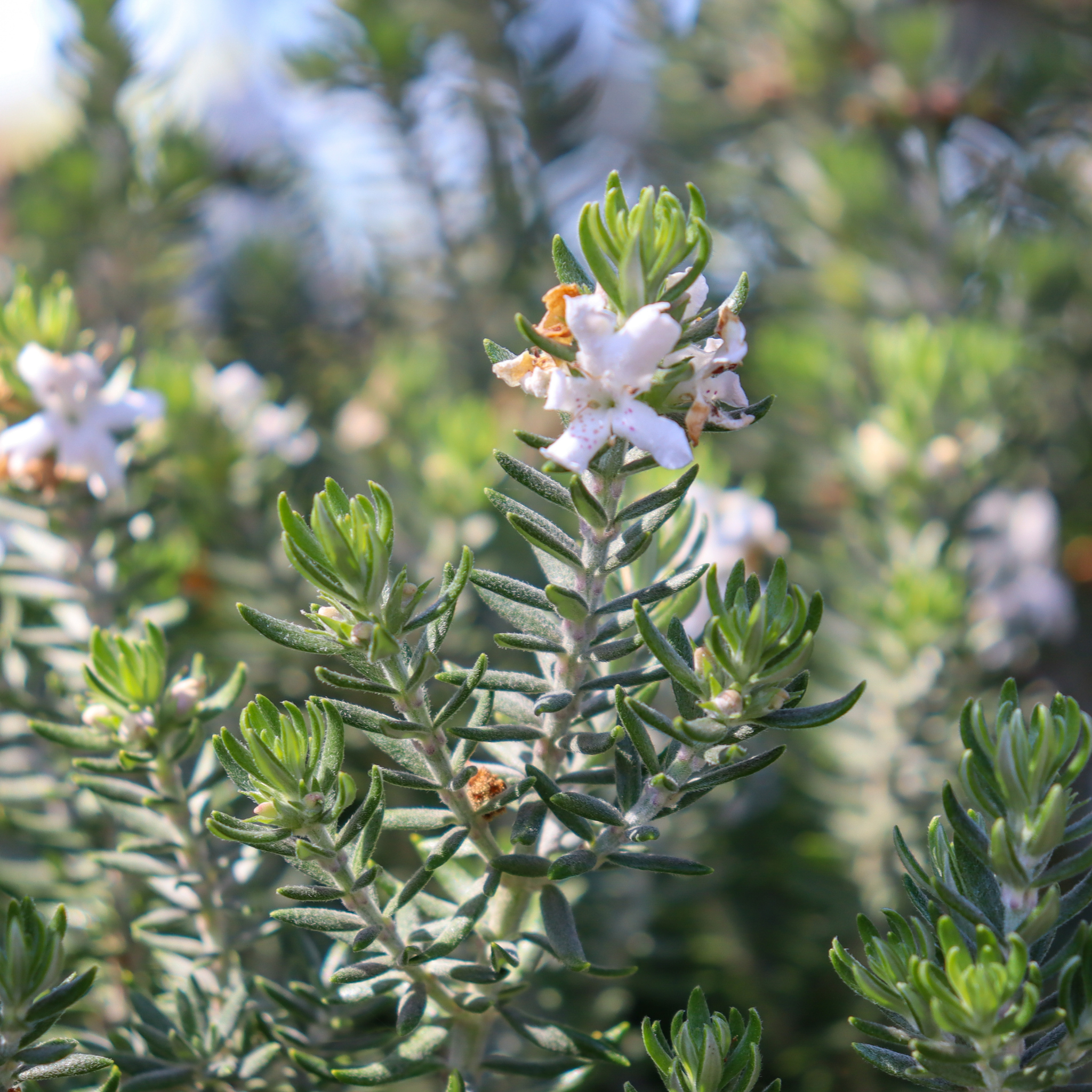 Mundi Native Rosemary - Westringia fruticosa Mundi