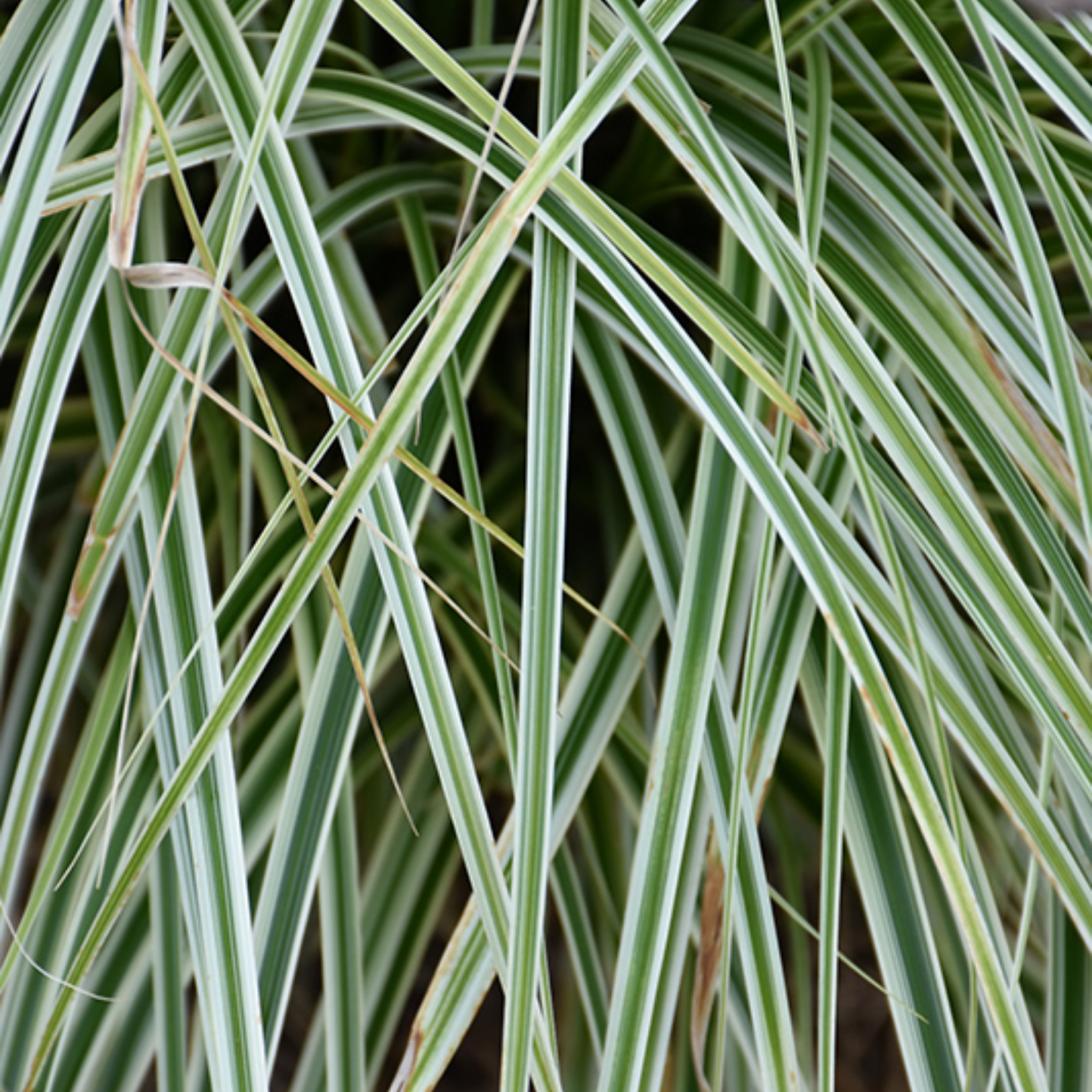 Japanese Variegated Sedge - Carex oshimensis 'Feather Falls'