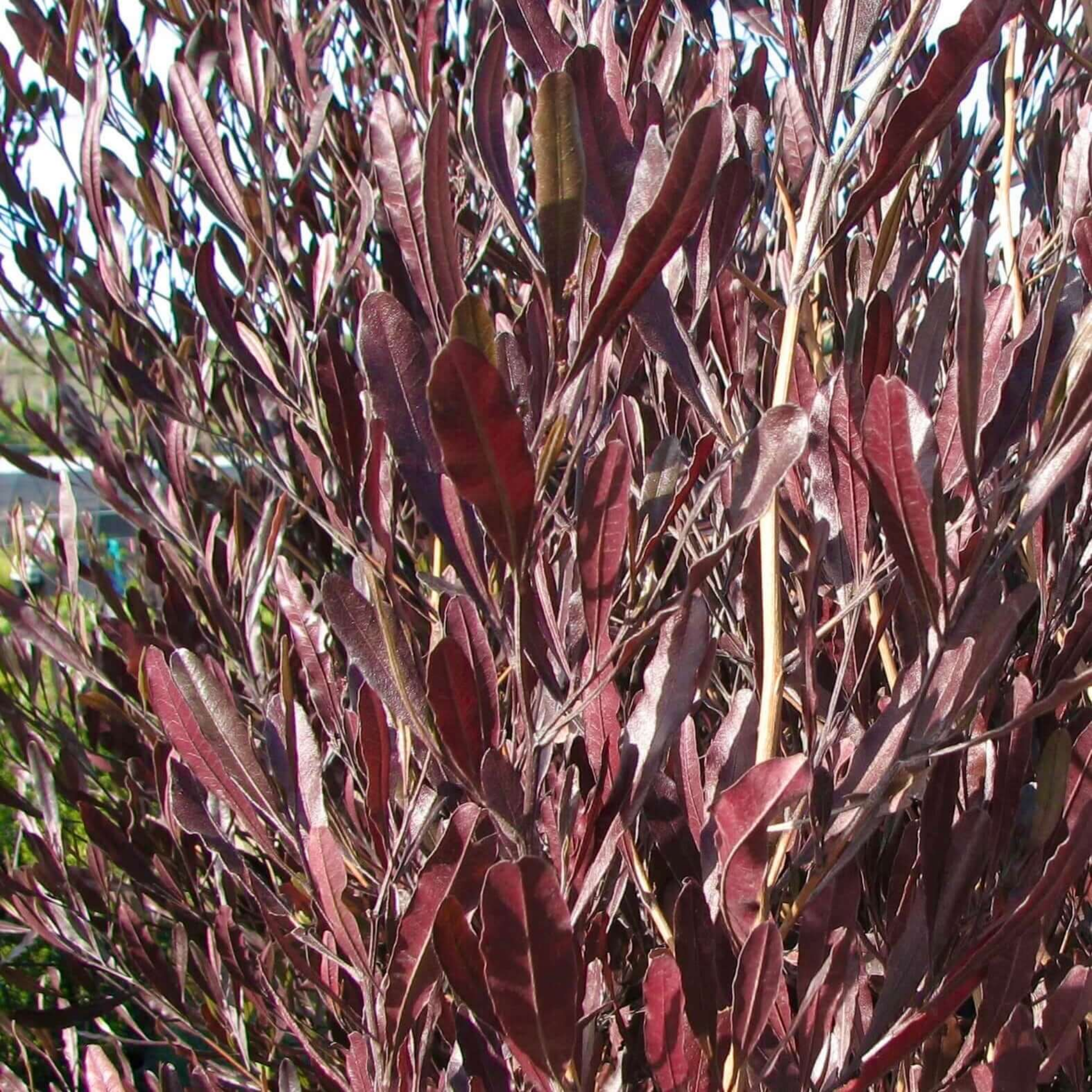 Purple Hop Bush - Dodonaea viscosa Purpurea