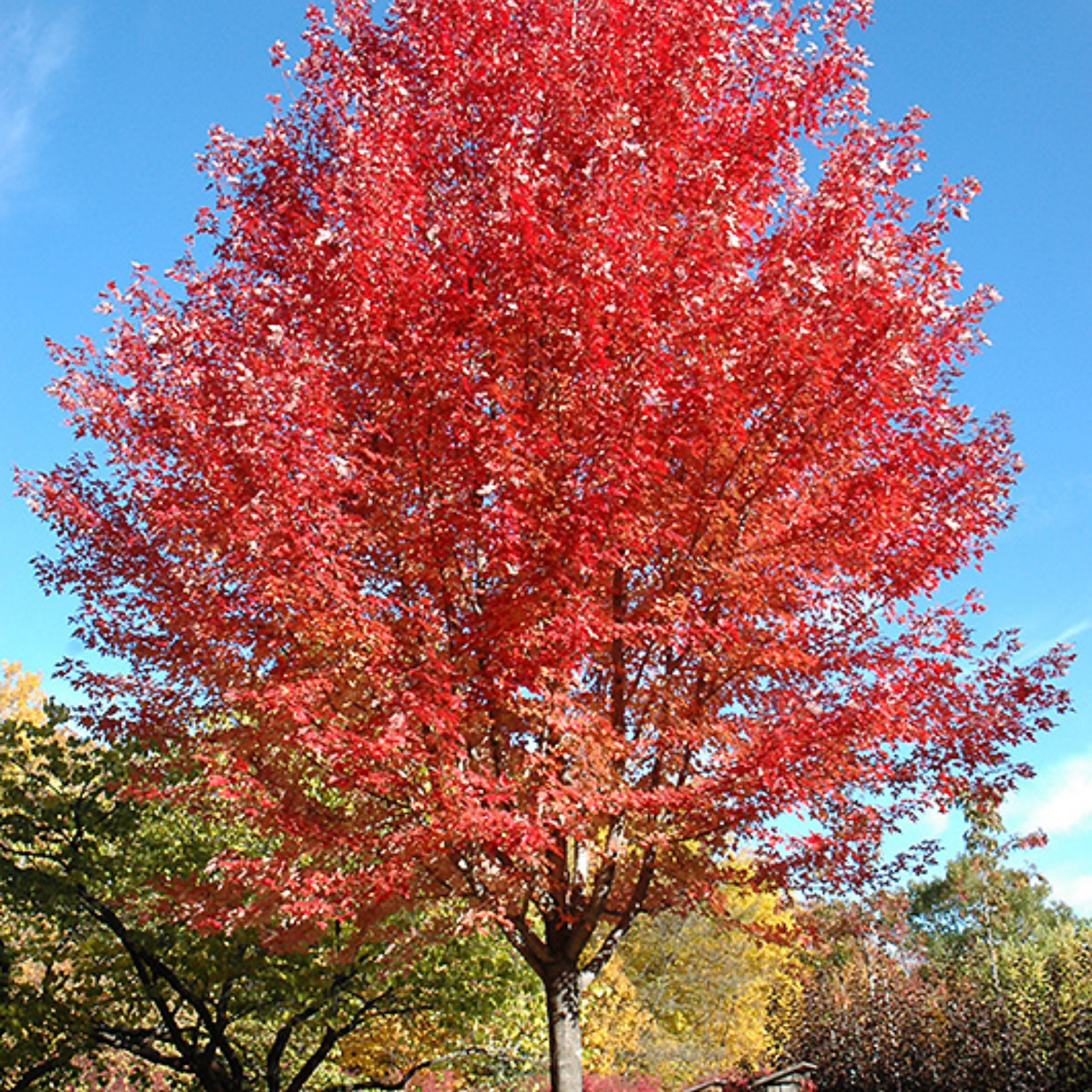 Tree with vibrant red foliage against a clear blue sky