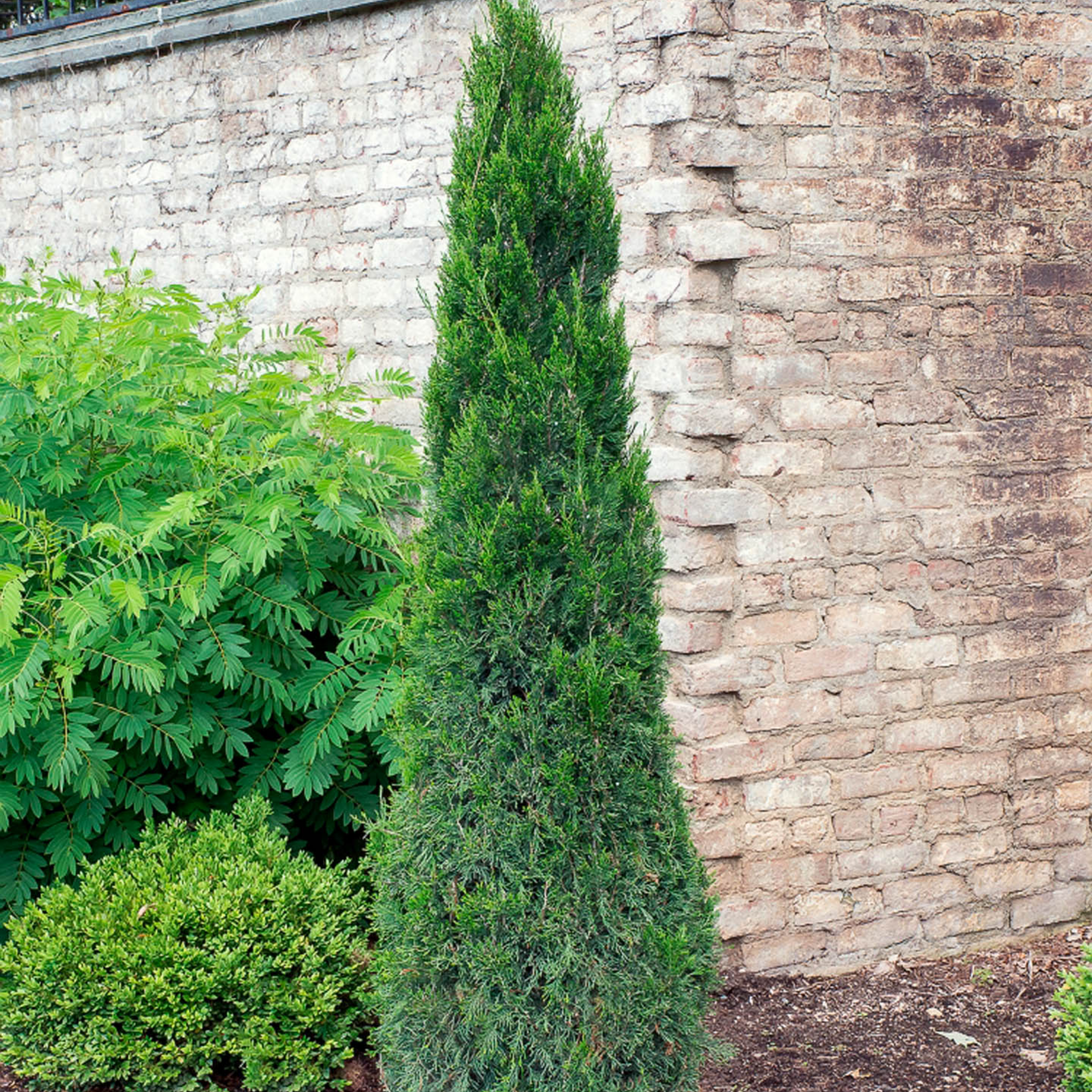 Juniperus chinensis ‘Spartan’ - Chinese Juniper Conifer