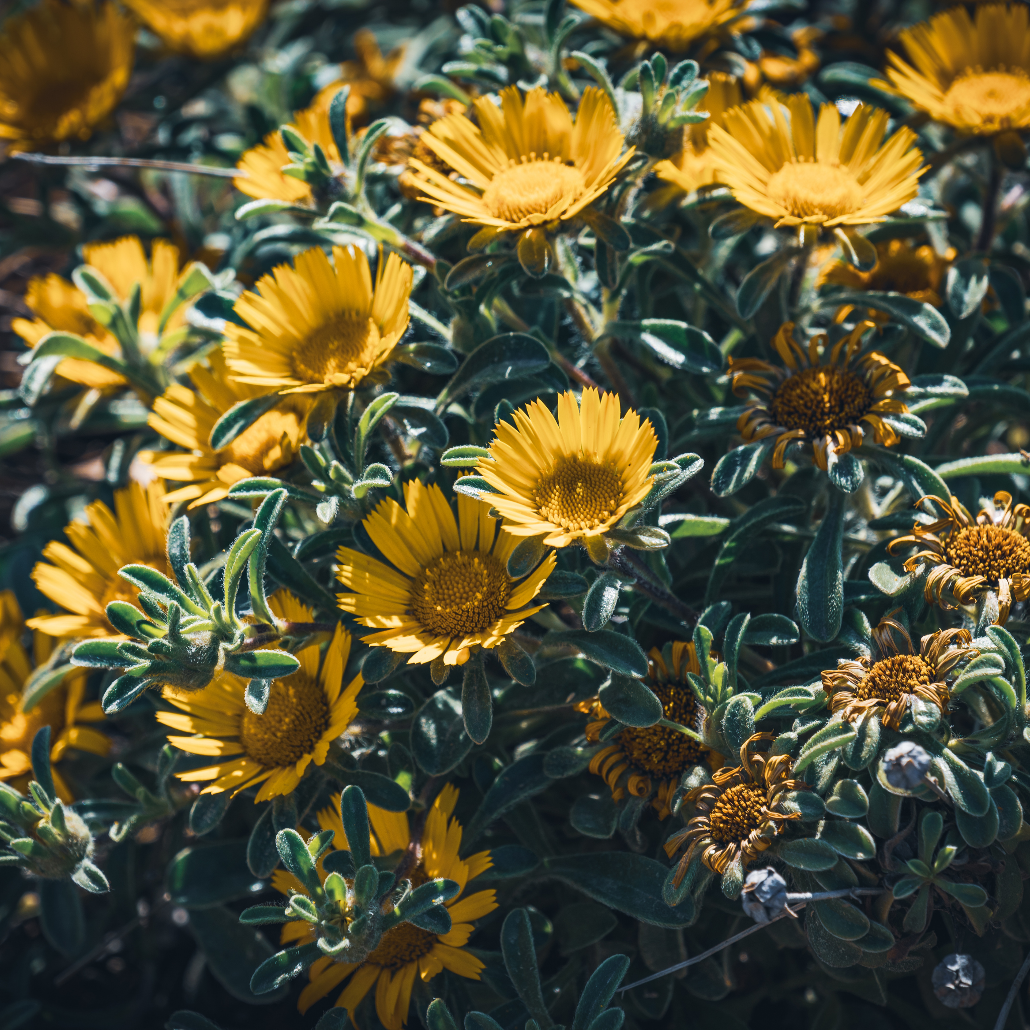 Sea Daisy Teris Yellow - Asteriscus maritimus 'Teris Yellow'