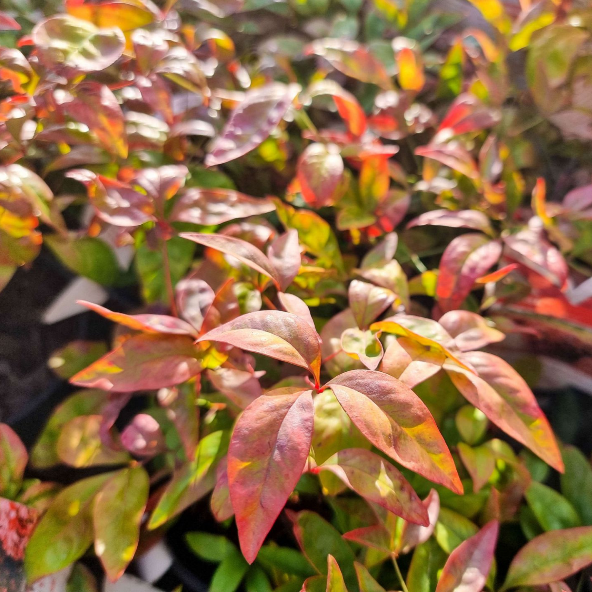 Nandina Blush - Nandina domestica Blush PBR