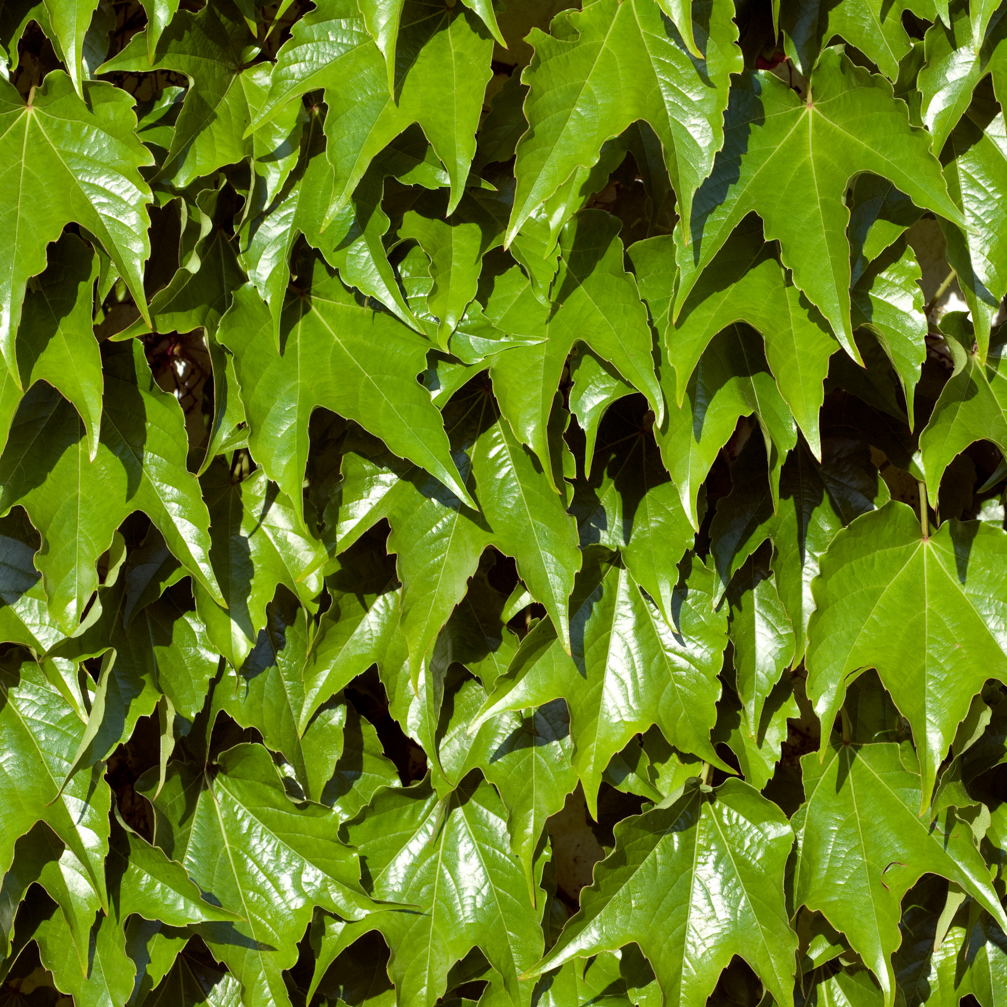 Boston Ivy - Parthenocissus tricuspidata