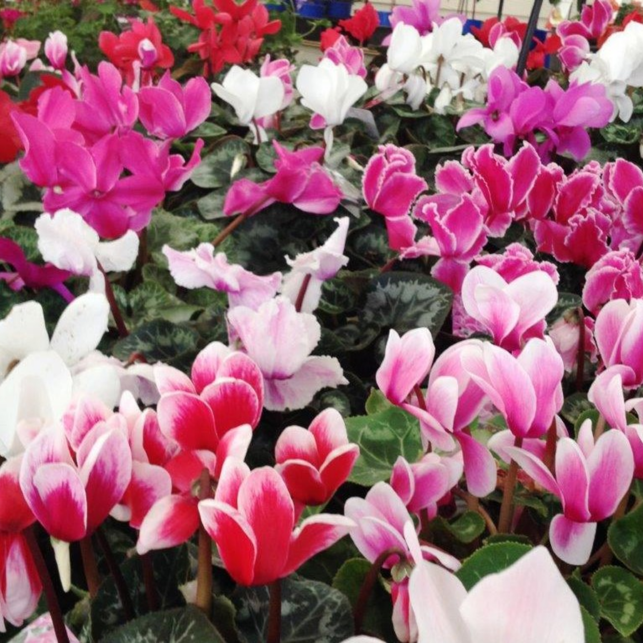 Cyclamen Assorted