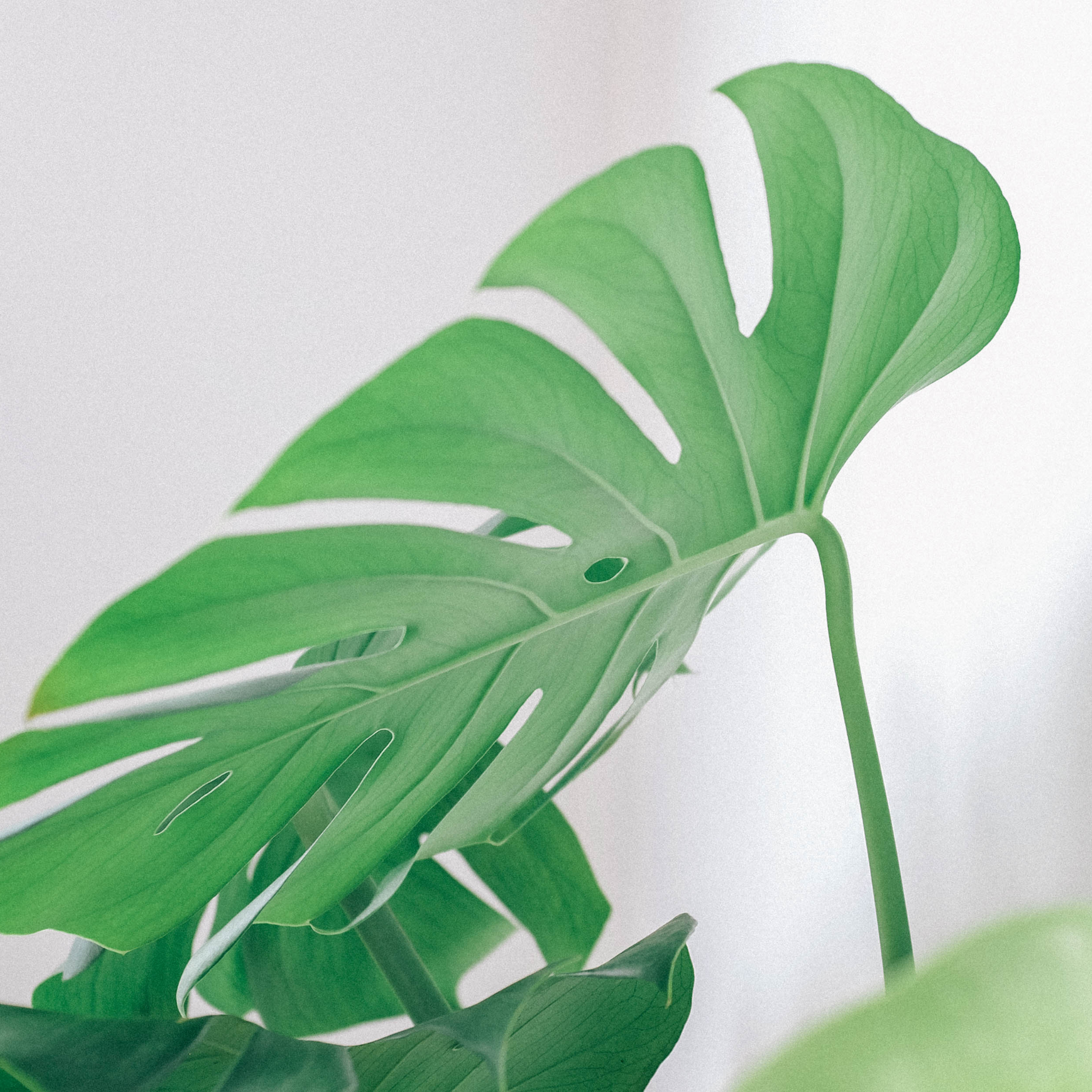 Swiss Cheese Plant - Monstera deliciosa