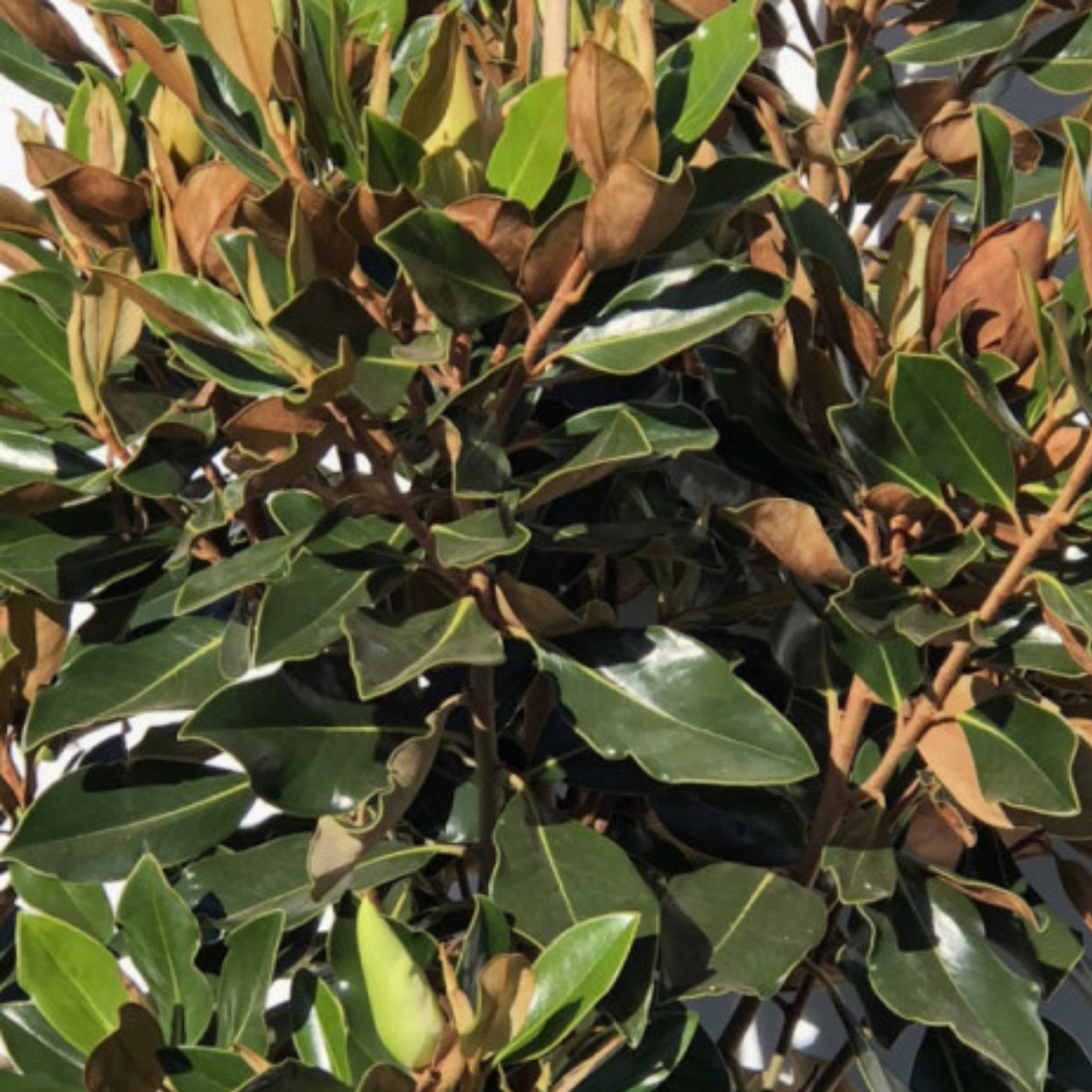 Magnolia Sweet Spire - Magnolia grandiflora Sweet Spire