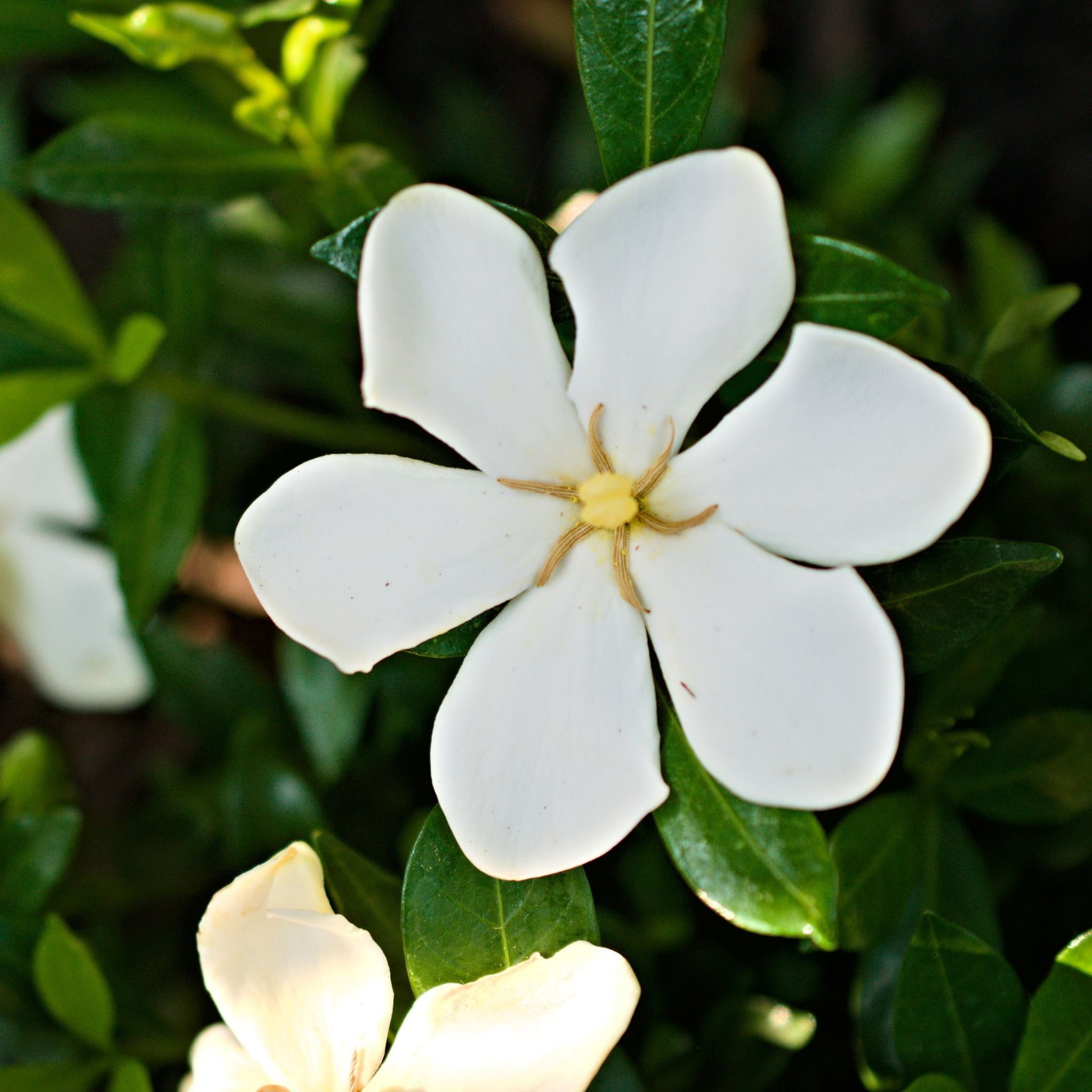 Gardenia augusta Grandiflora Star