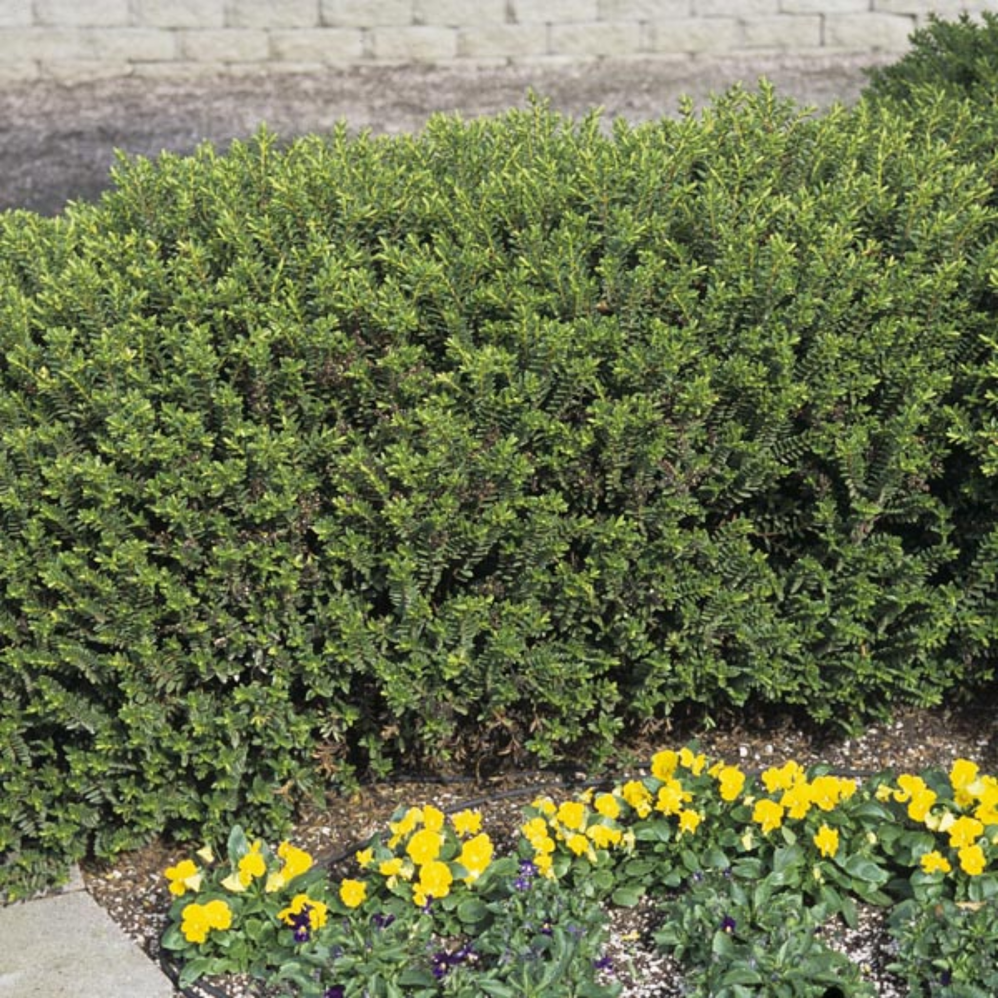 Dwarf Japanese Spindle Bush - Euonymus japonicus Microphyllus