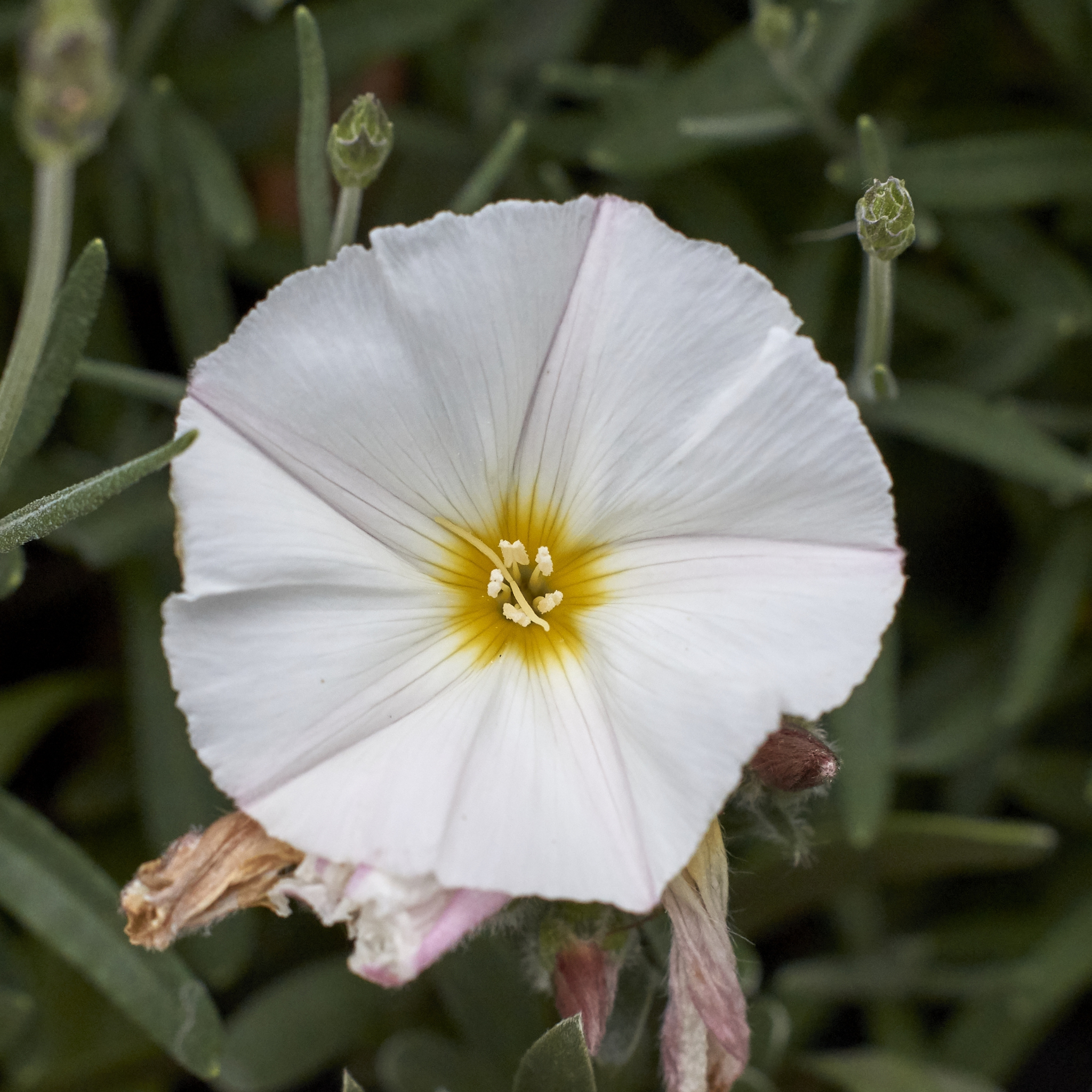 Silver Bush - Convolvulus cneorum Silvery Moon