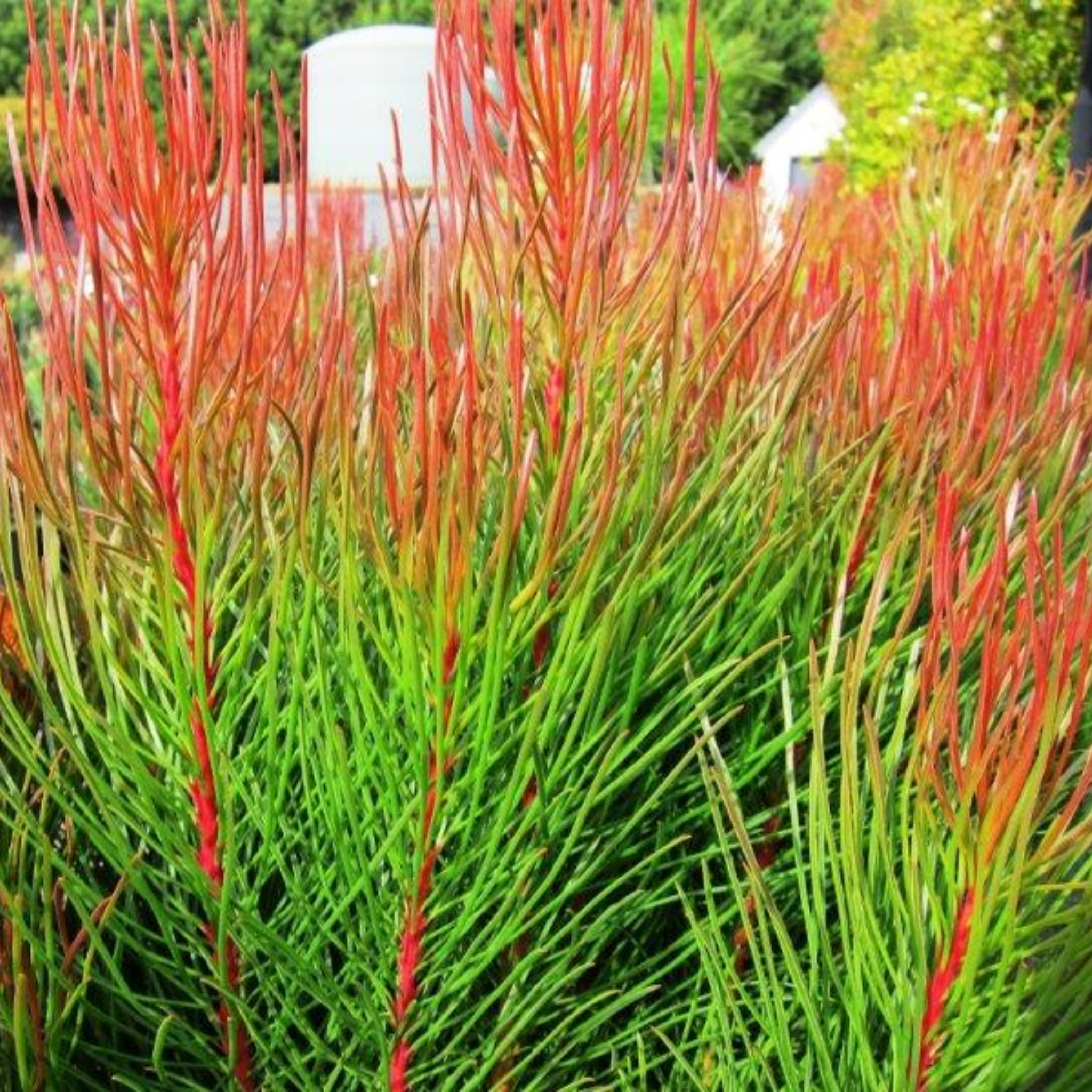 Featherbush Bronze Haze - Aulax cancellata 'Bronze Haze'