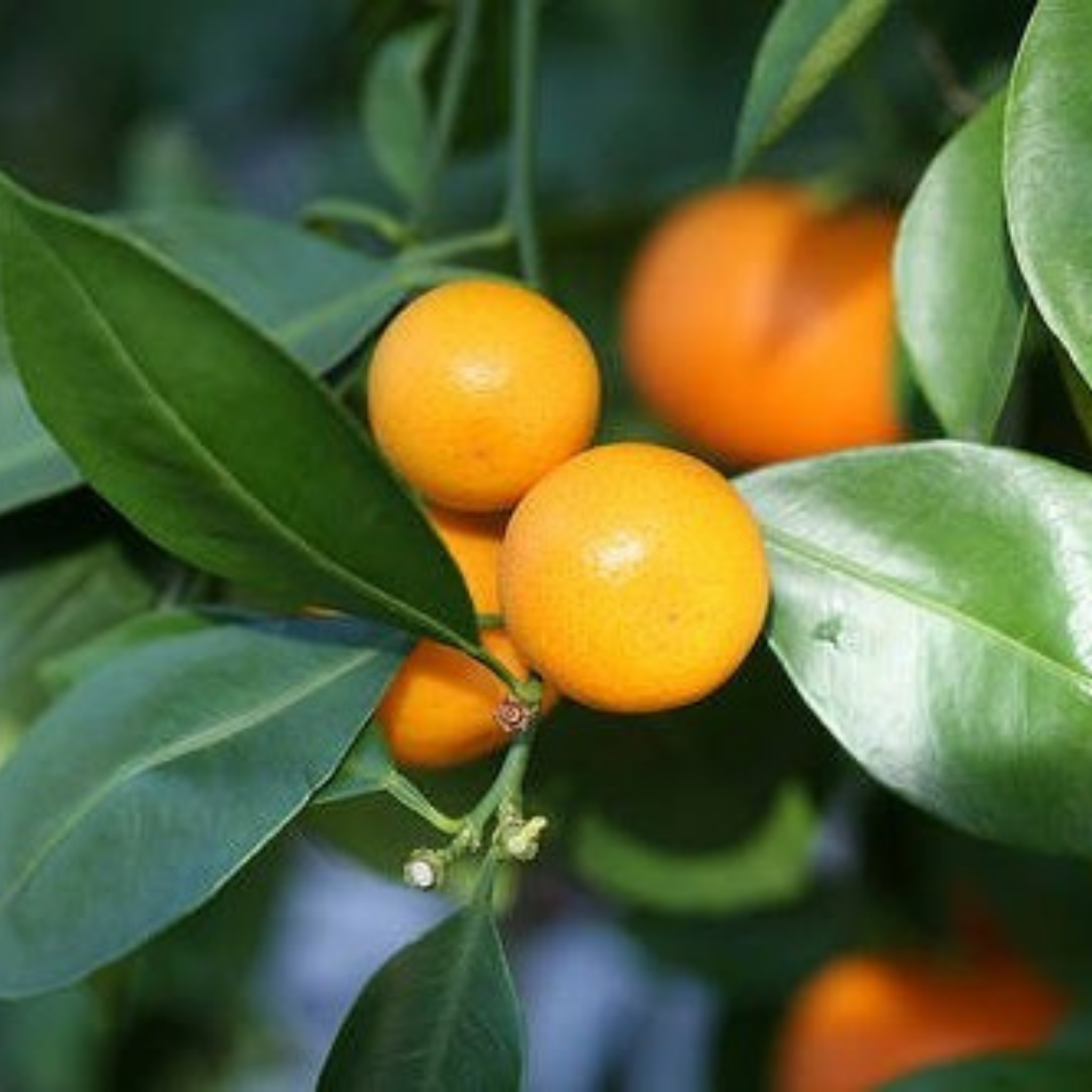 Australian Cumquat - Fortunella japonica Calamondin
