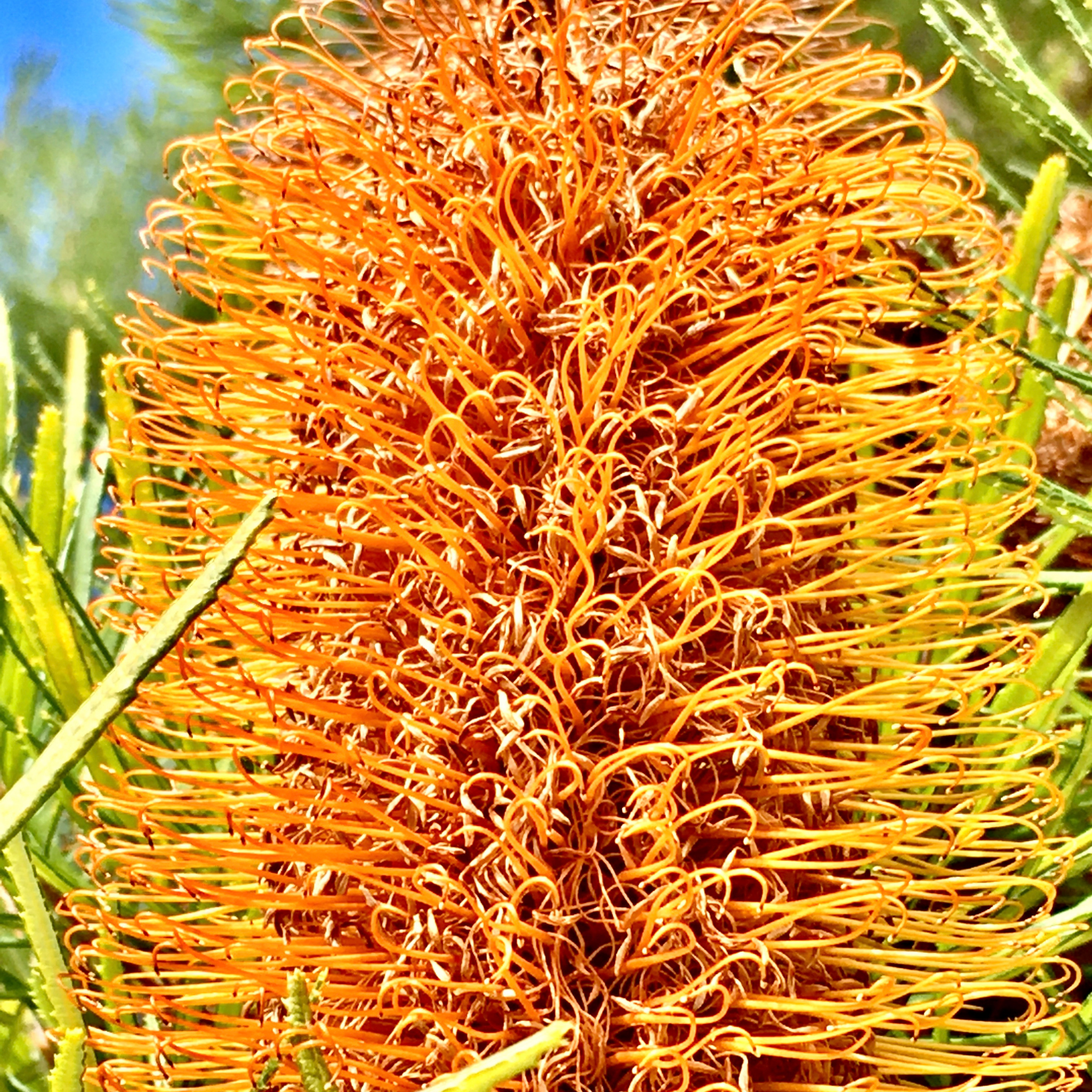 Close-up of an orange flower with a blurred green background