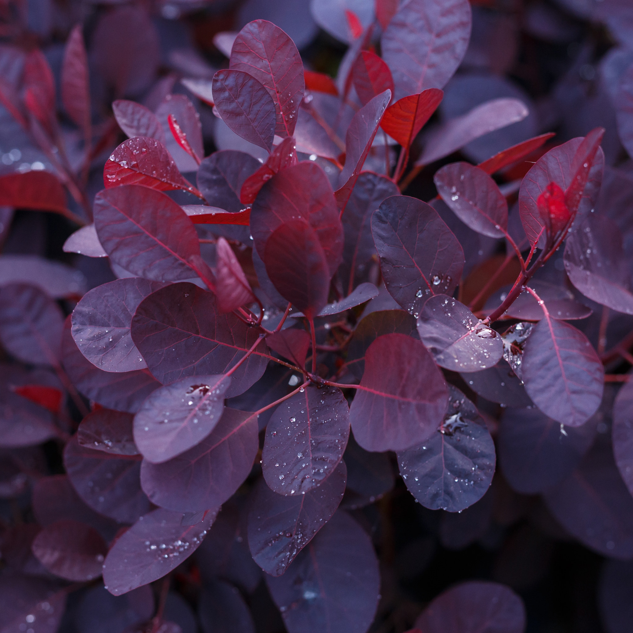 Cotinus coggygria Royal Purple Smoke Tree - Cotinus coggygria Royal Purple