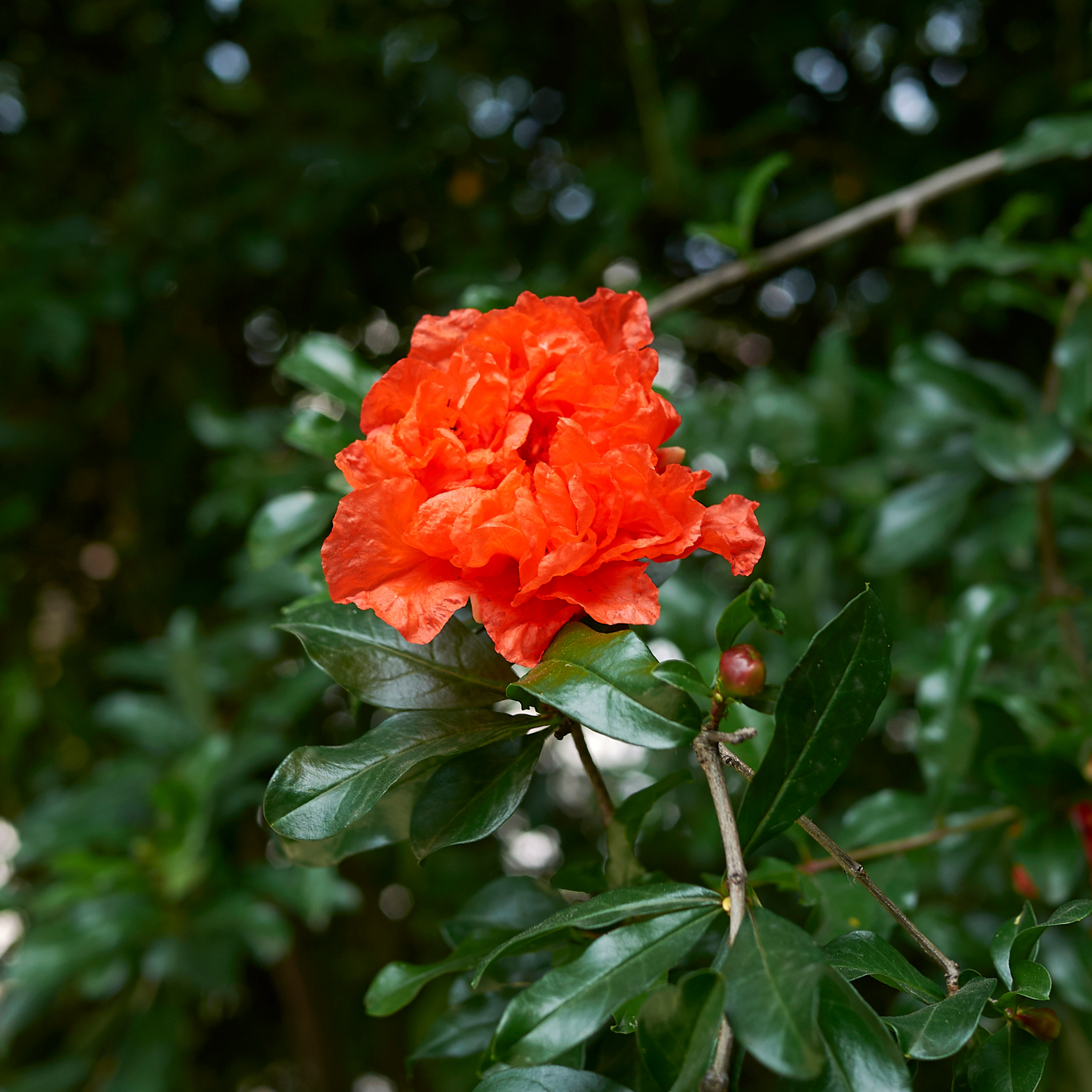 Pomegranate Tree - Punica granatum Wonderful