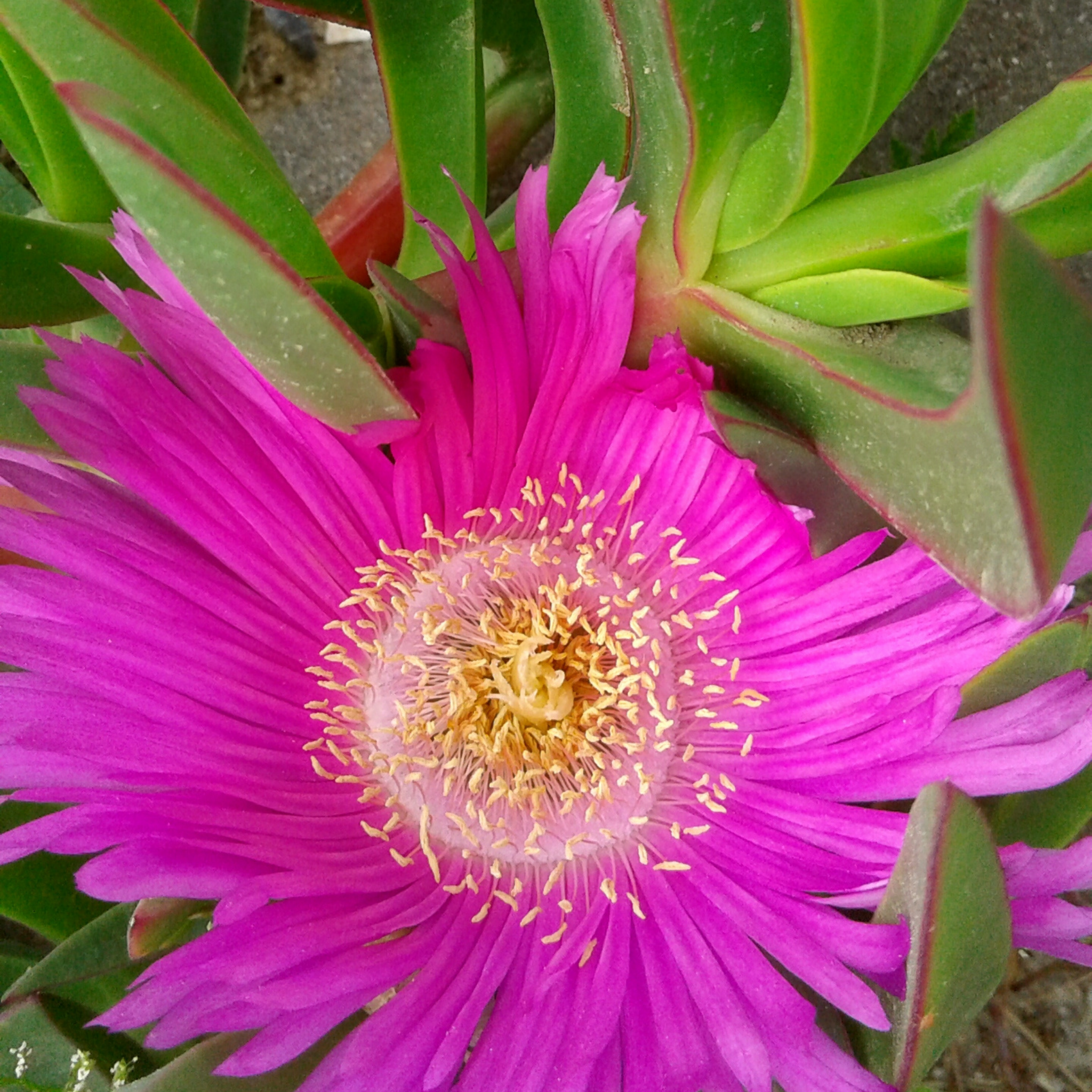 Pigface/Sea Fig - Carpobrotus glaucescens
