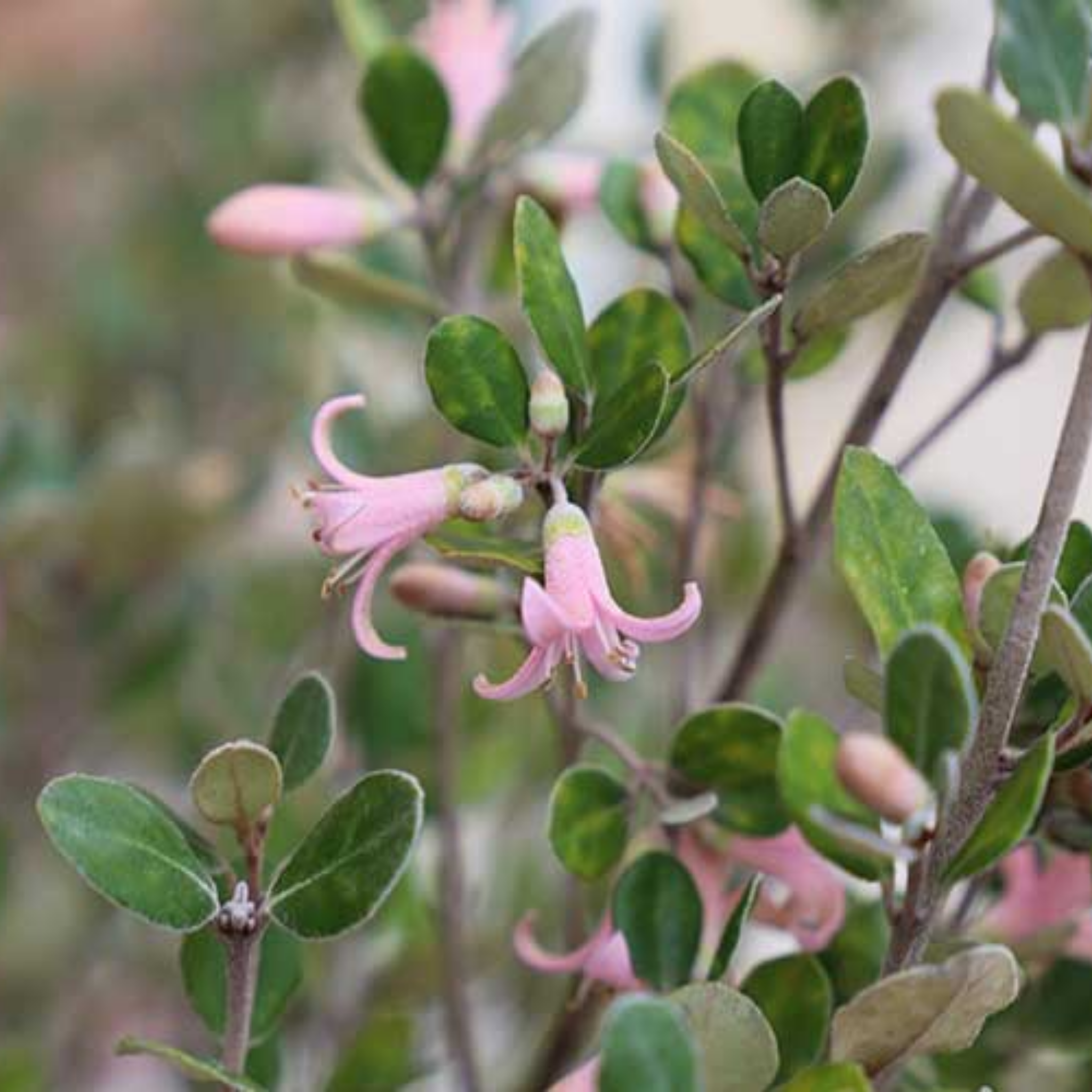 Pink Correa - Correa alba Coastal Pink