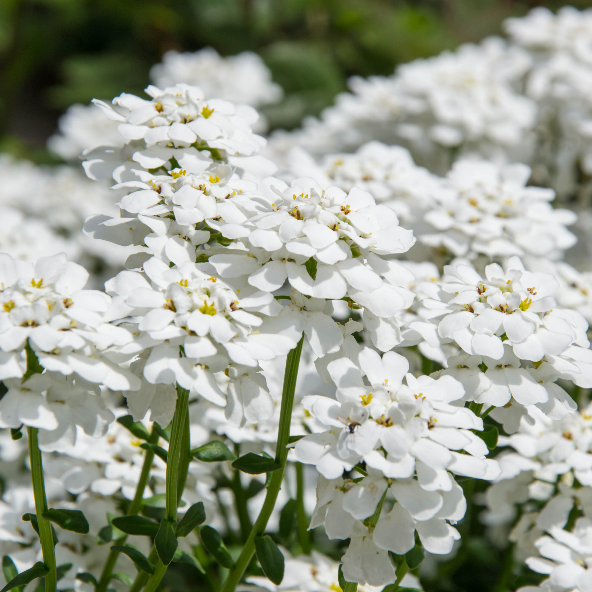 Mountain Sandwort - Arenaria montana