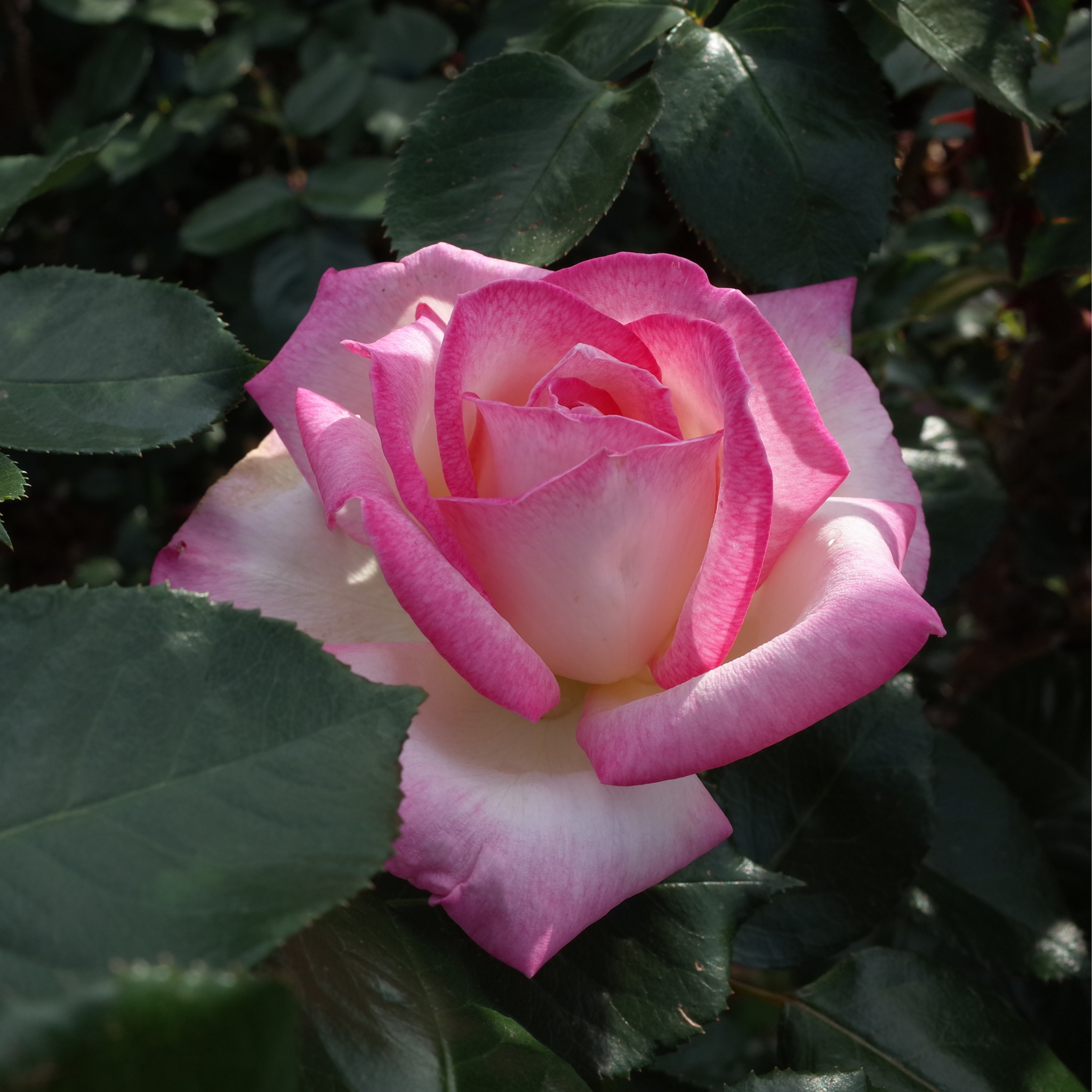 Princesse De Monaco Hybrid Tea Rose - Rosa Princesse De Monaco