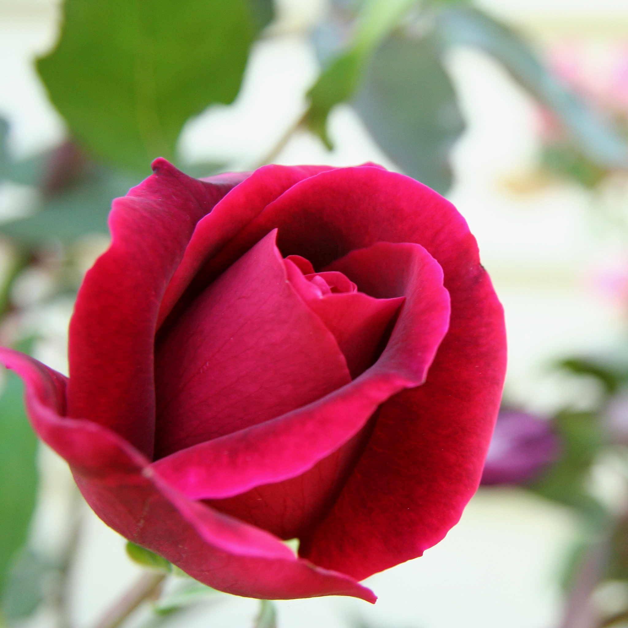 Hybrid Tea Rose - Rosa Mister Lincoln