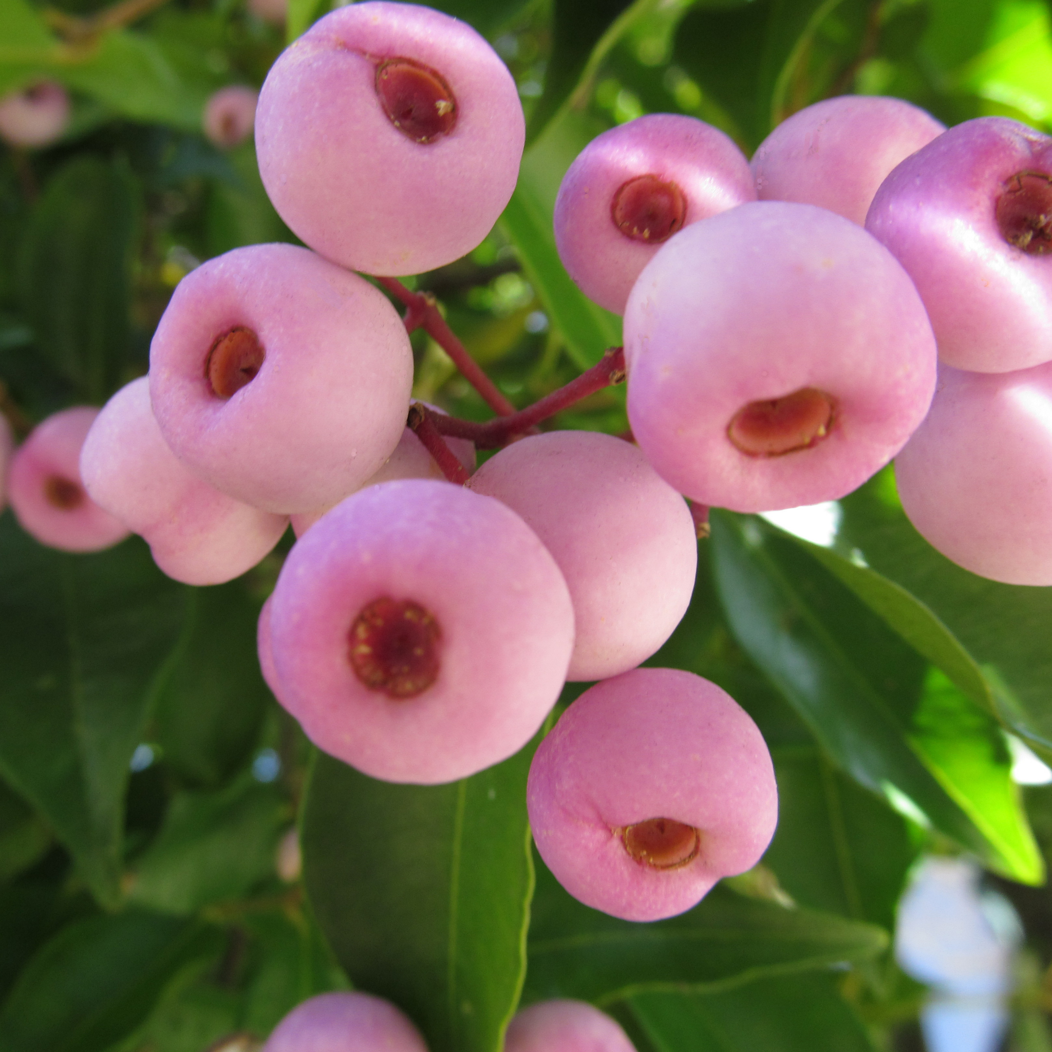 Lilly Pilly - Acmena smithii