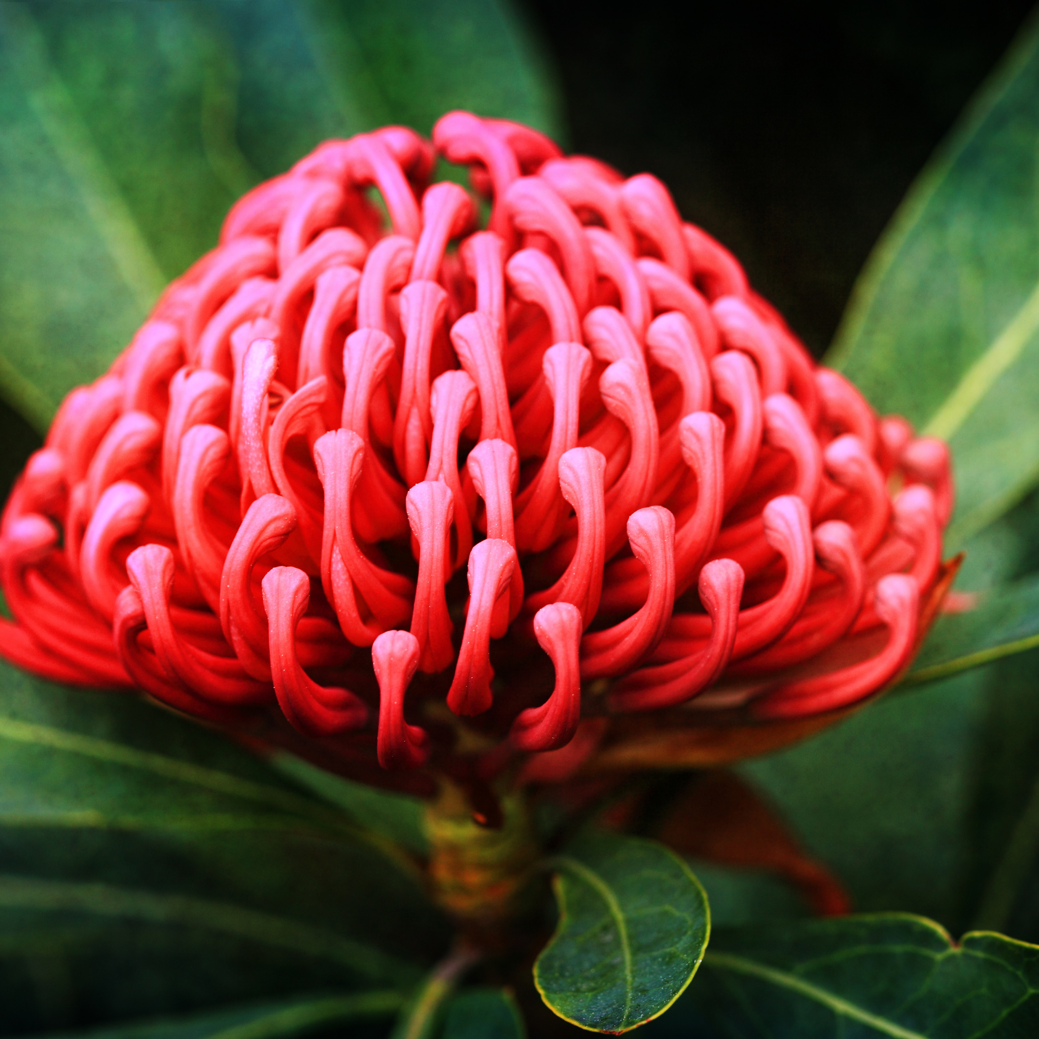 Waratah Gembrook - Telopea hybrida Gembrook