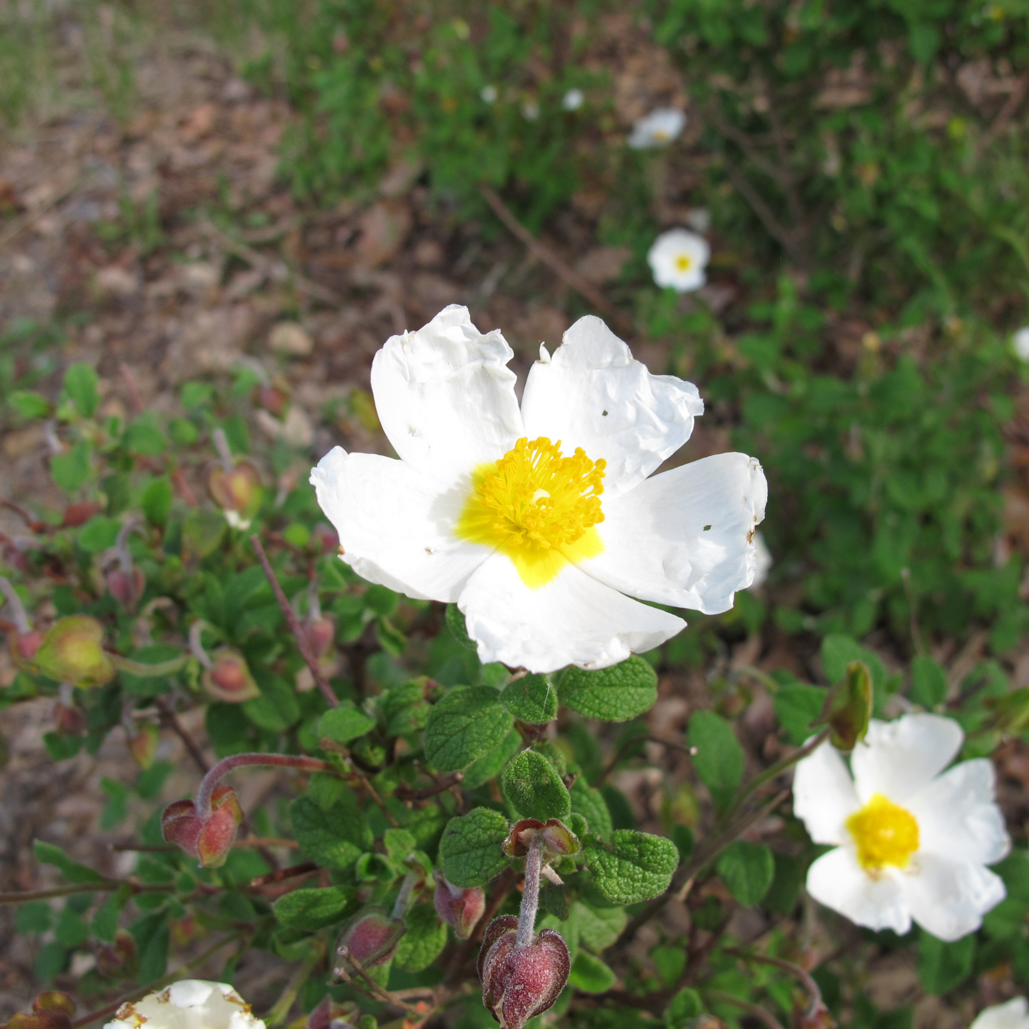 Sage Leaved Rockrose - Cistus salviifolius