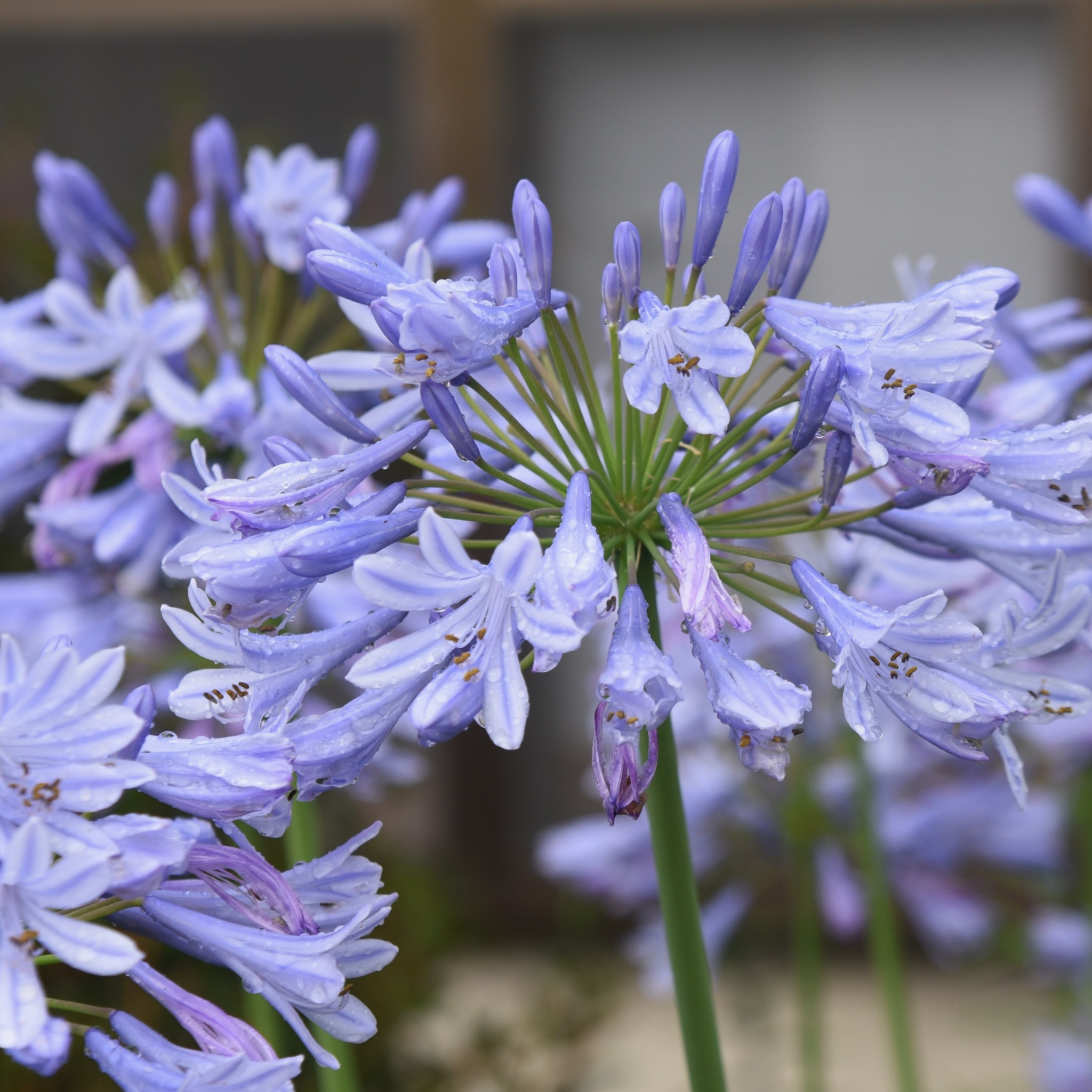 Hardy Blue Agapanthus praecox ‘Double Delight’ - Lily of the Nile, African Lily