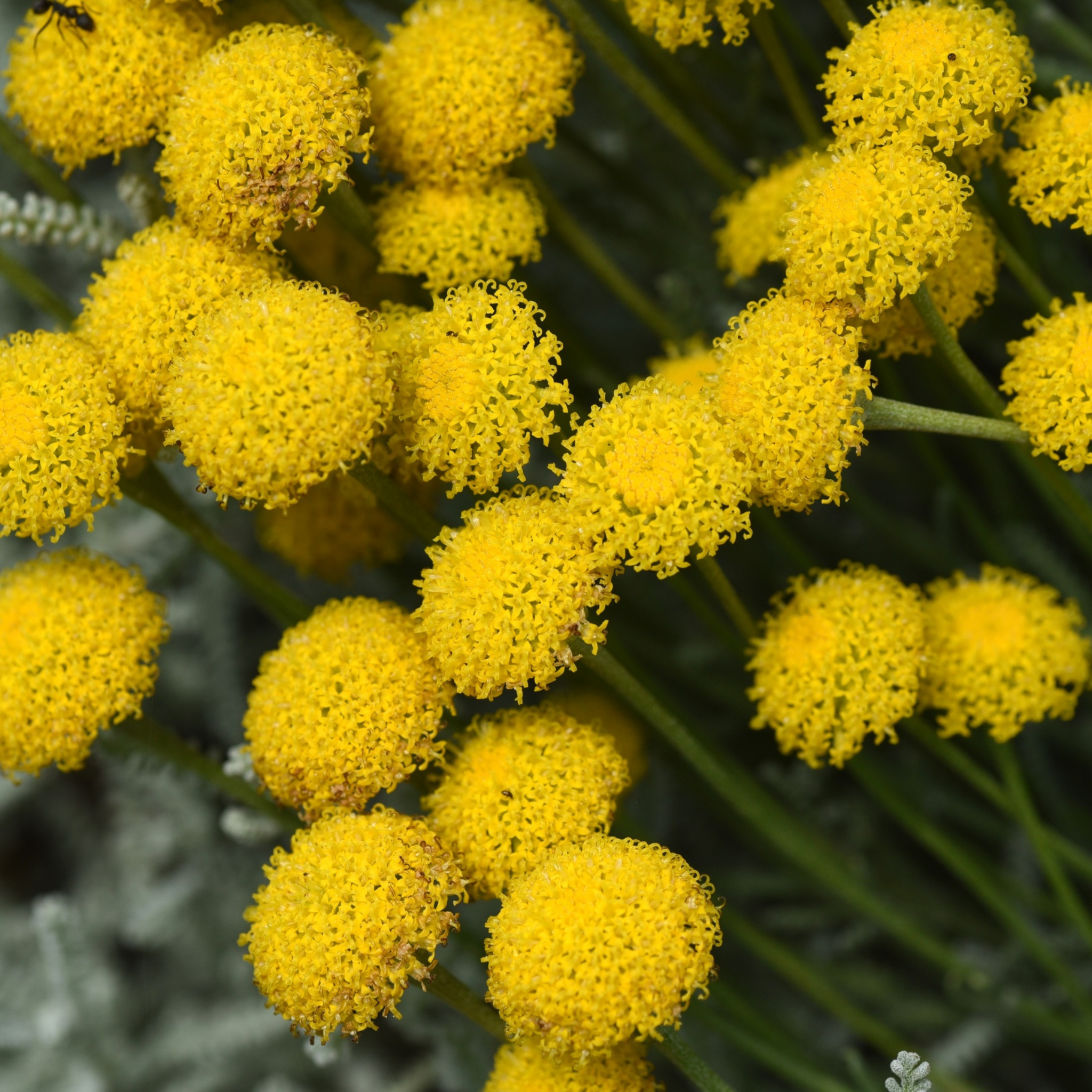 Cotton Lavender - Santolina chamaecyparissus
