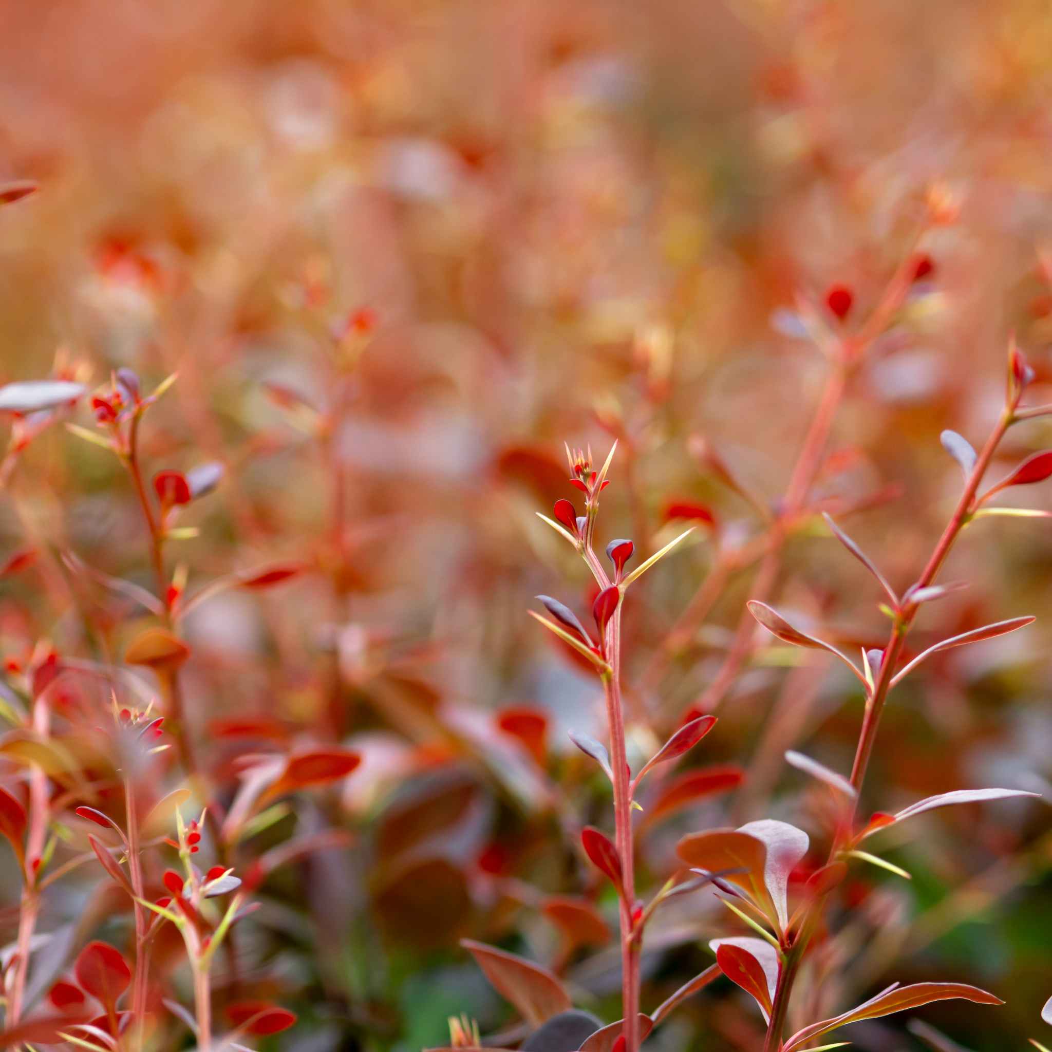 Purple Japanese Barberry Rose Glow - Berberis thunbergii atropurpurea 'Rose Glow'