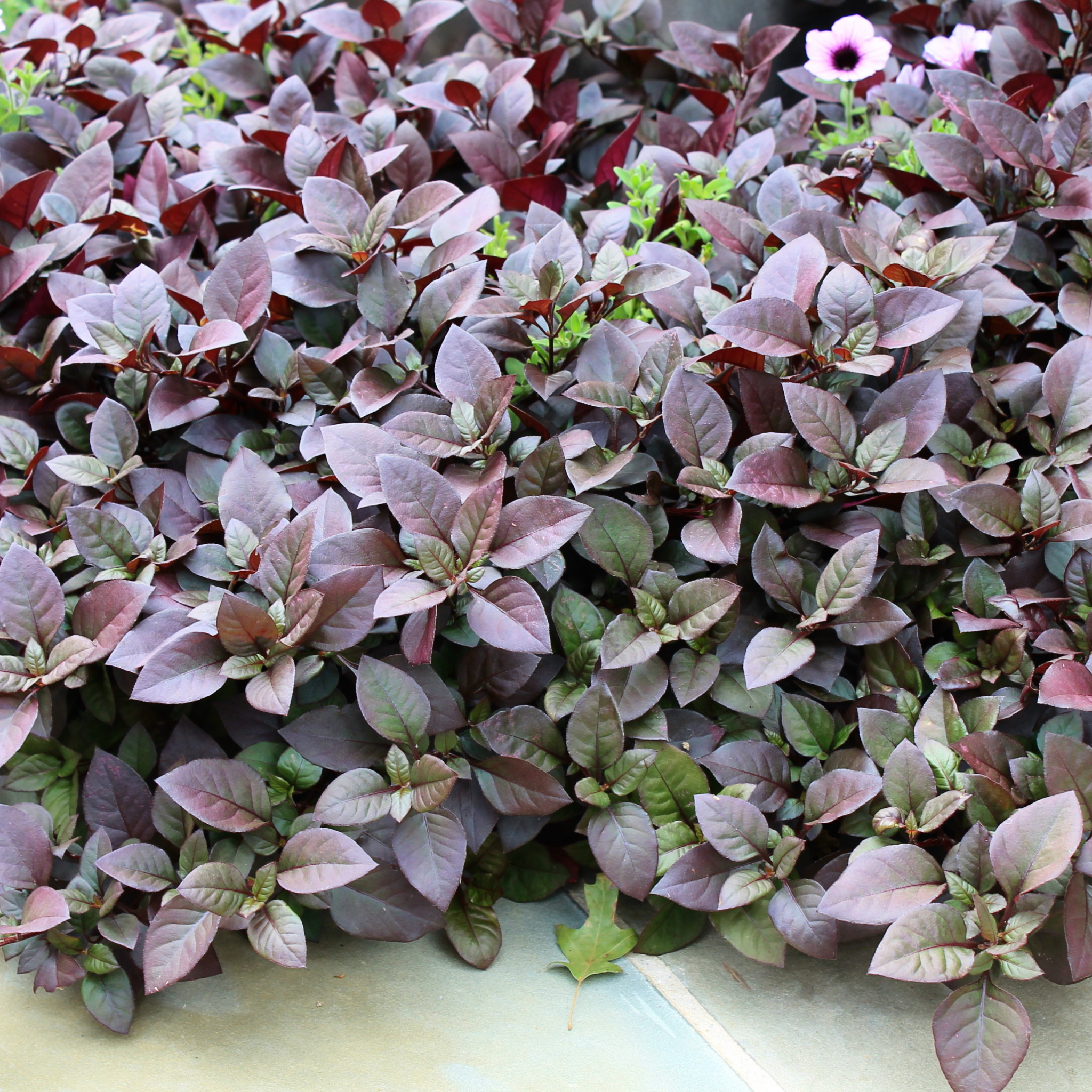 Close-up of purple and green leaves on a light background