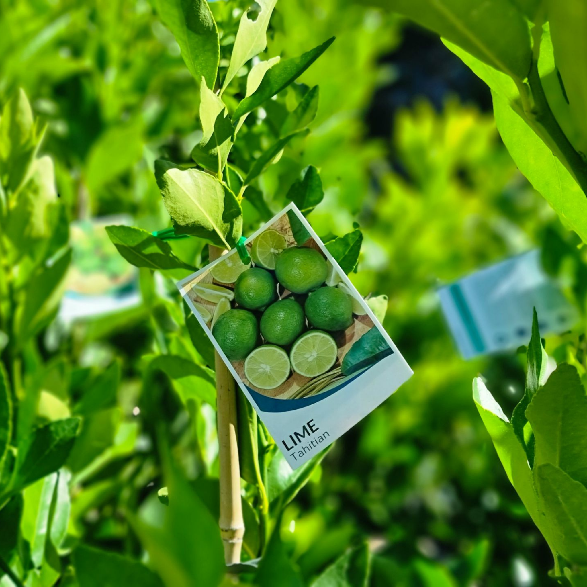 Tahitian Lime (Persian Lime) - Citrus latifolia