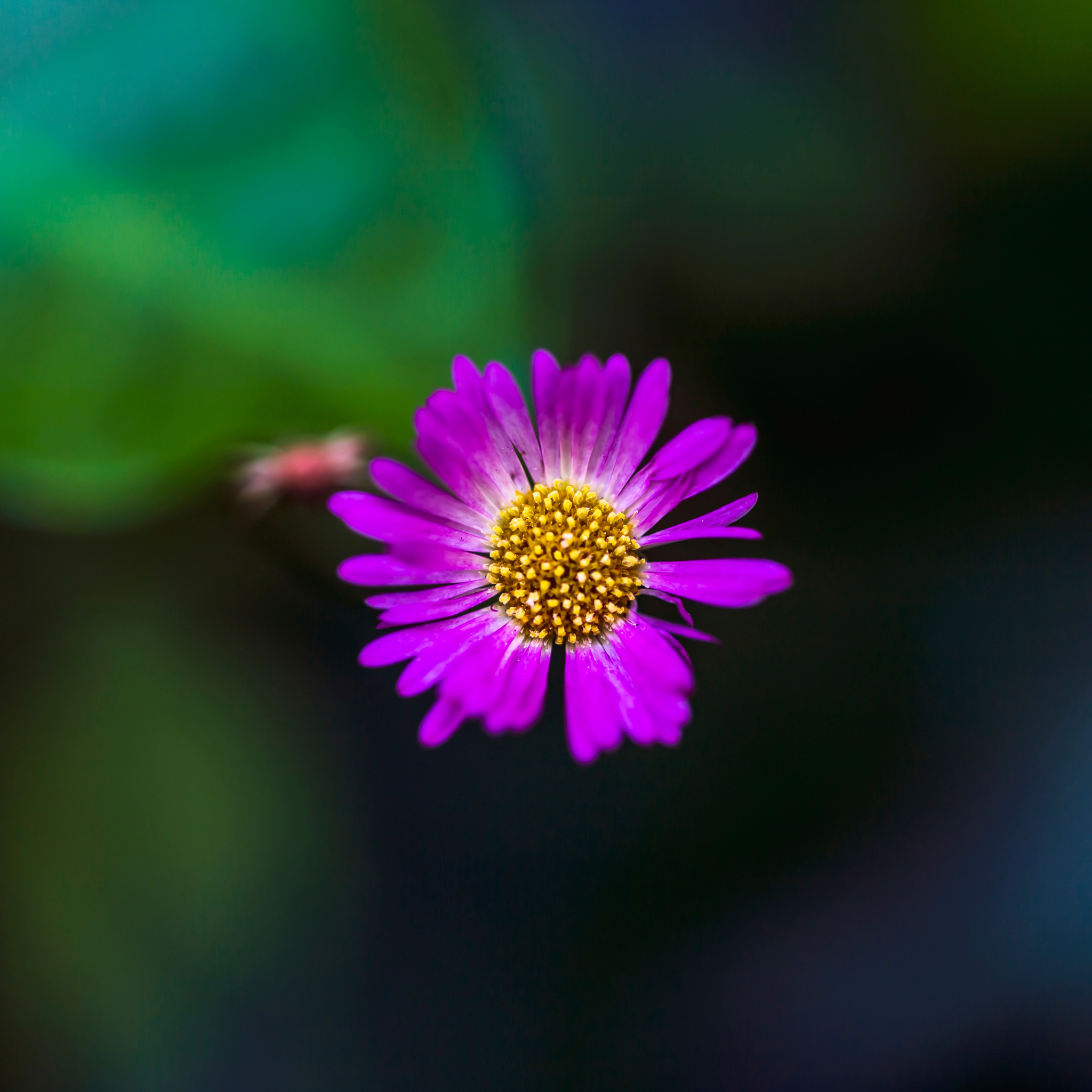 Cut Leaf Daisy Break O Day - Brachyscome multifida Break O Day