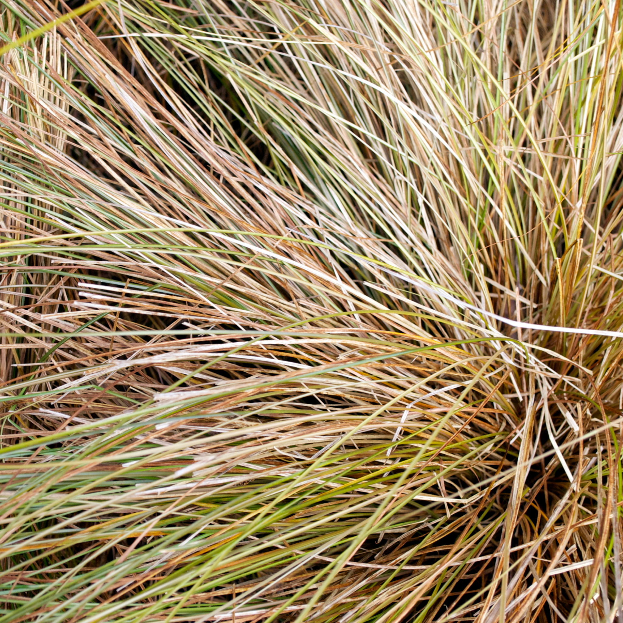 Close-up of dried grass with brown and green hues