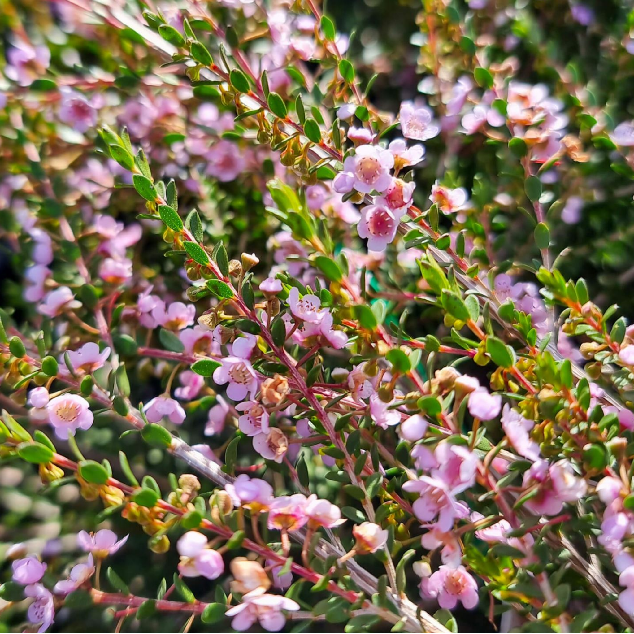 Rock Thryptomene - Thryptomene saxicola F C Payne